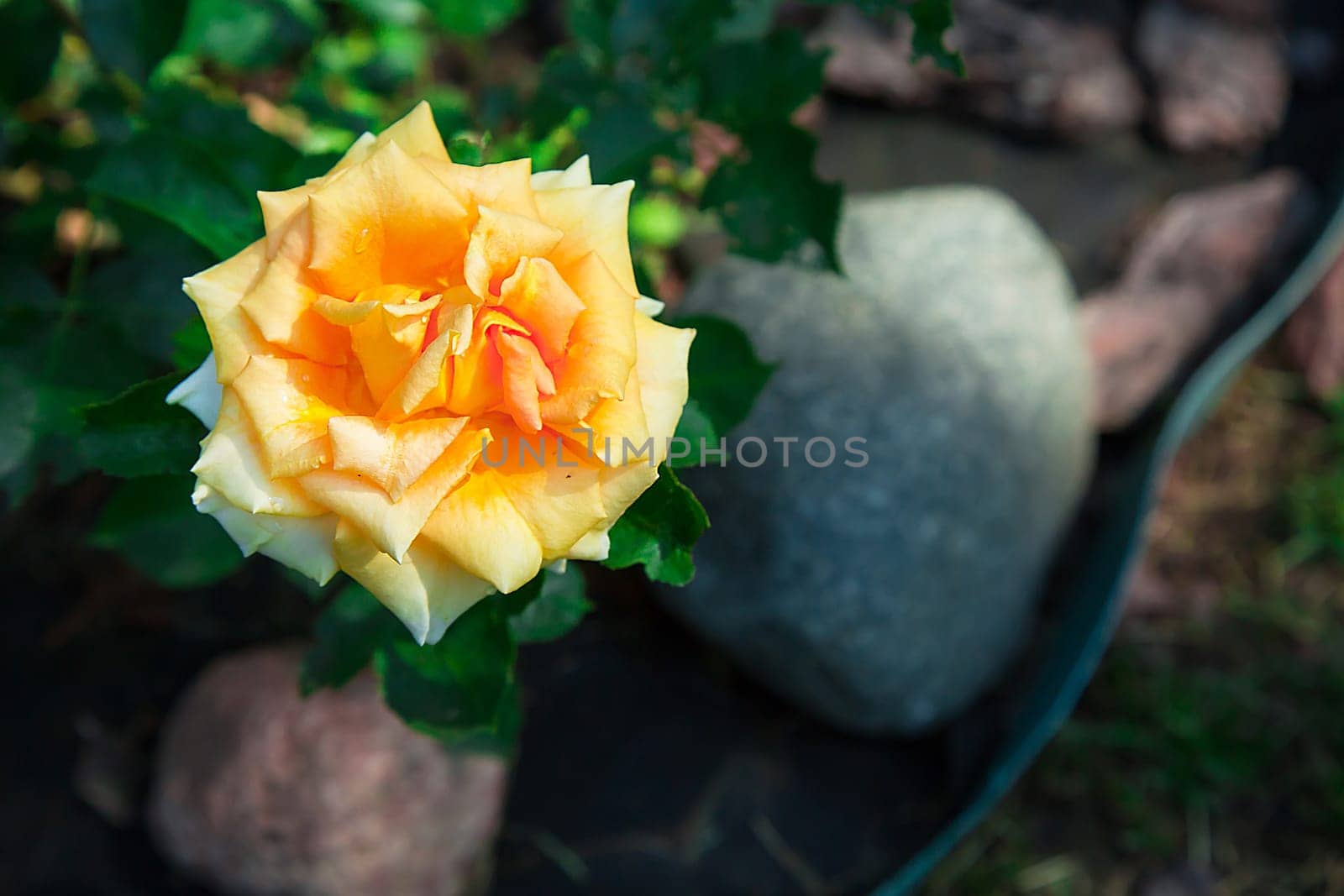 A yellow rose (Rosa) blooms surrounded by green leaves, illuminated by sunlight, in a garden with stones