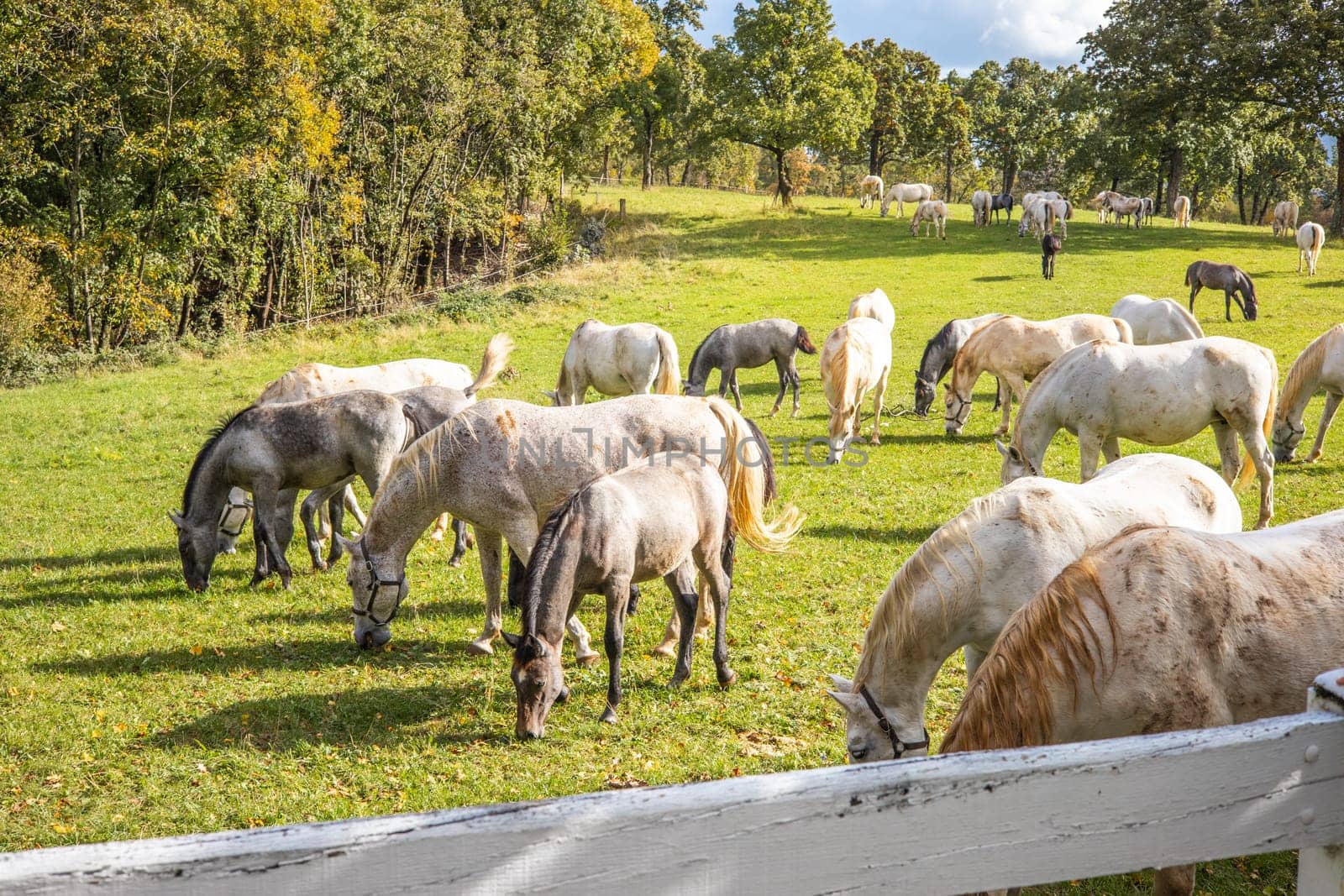Group of horses grazing in a green field in a rural area, surrounded by plants and grass in the ecoregion of Lipica, Slovenia.