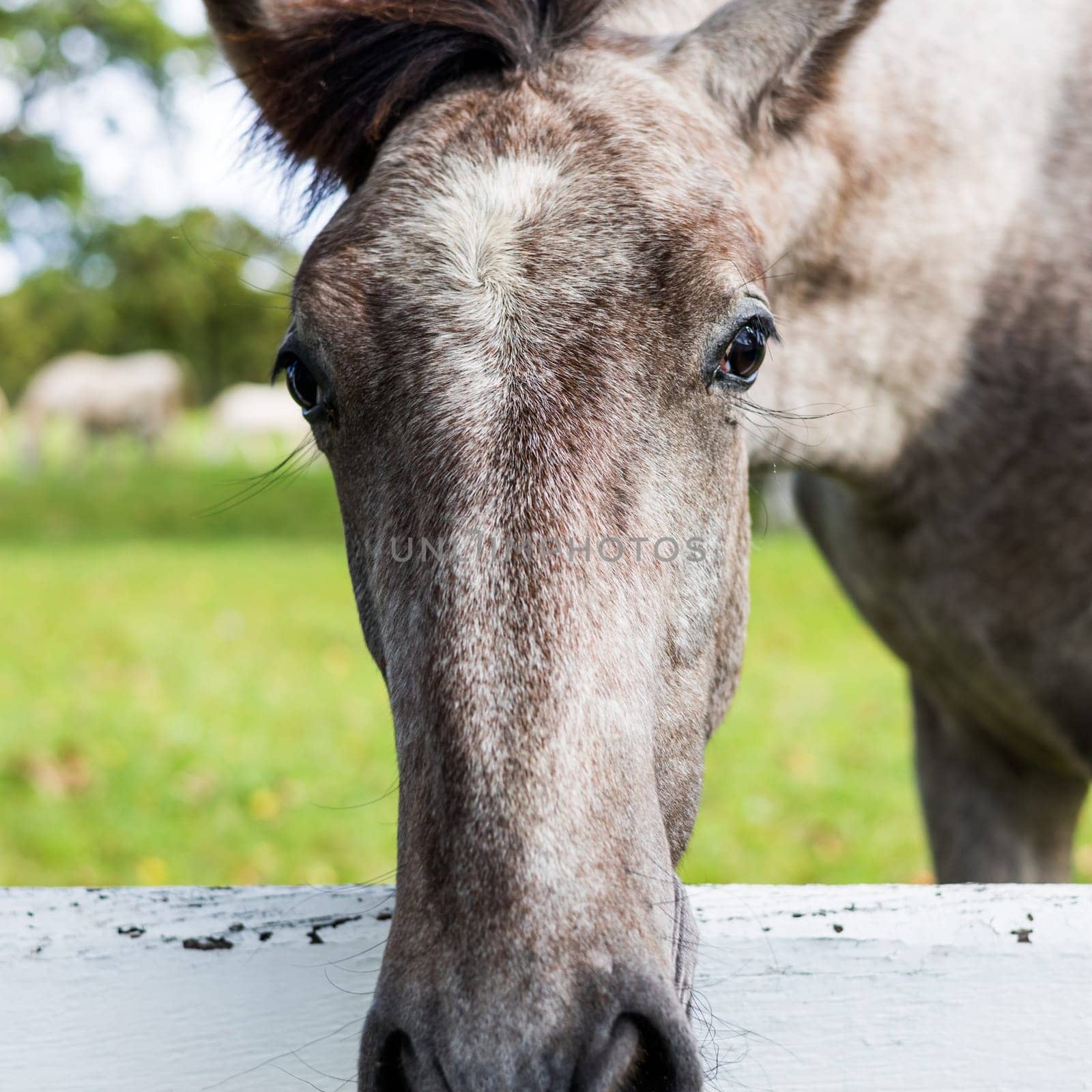 Close up of a horses snout peering over a white fence in a grassy field. The majestic animal, a working and pack animal, grazes on the luscious green grass