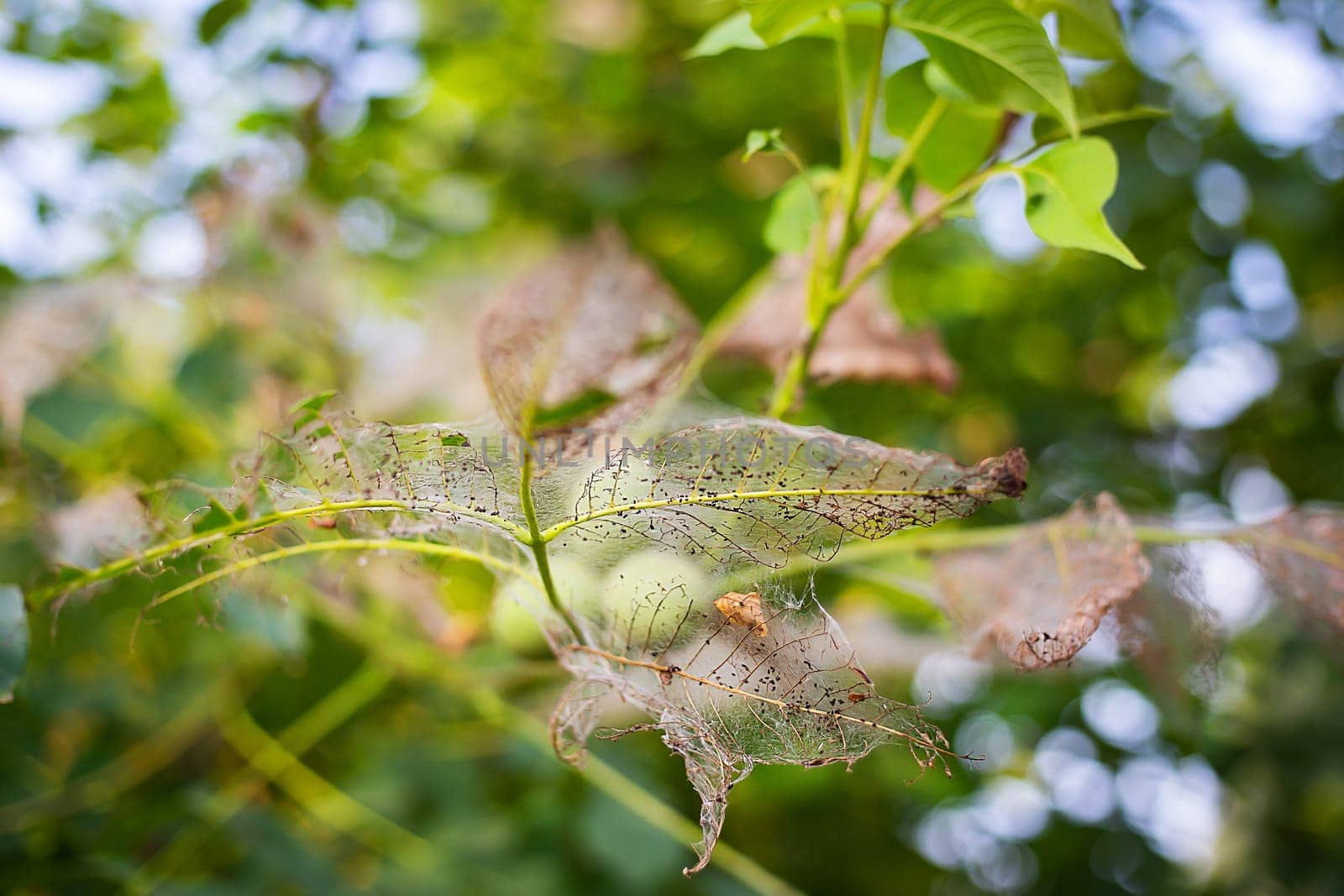 Close-up of a green walnut in a tree, encased in a delicate, lace-like structure of decayed leaves