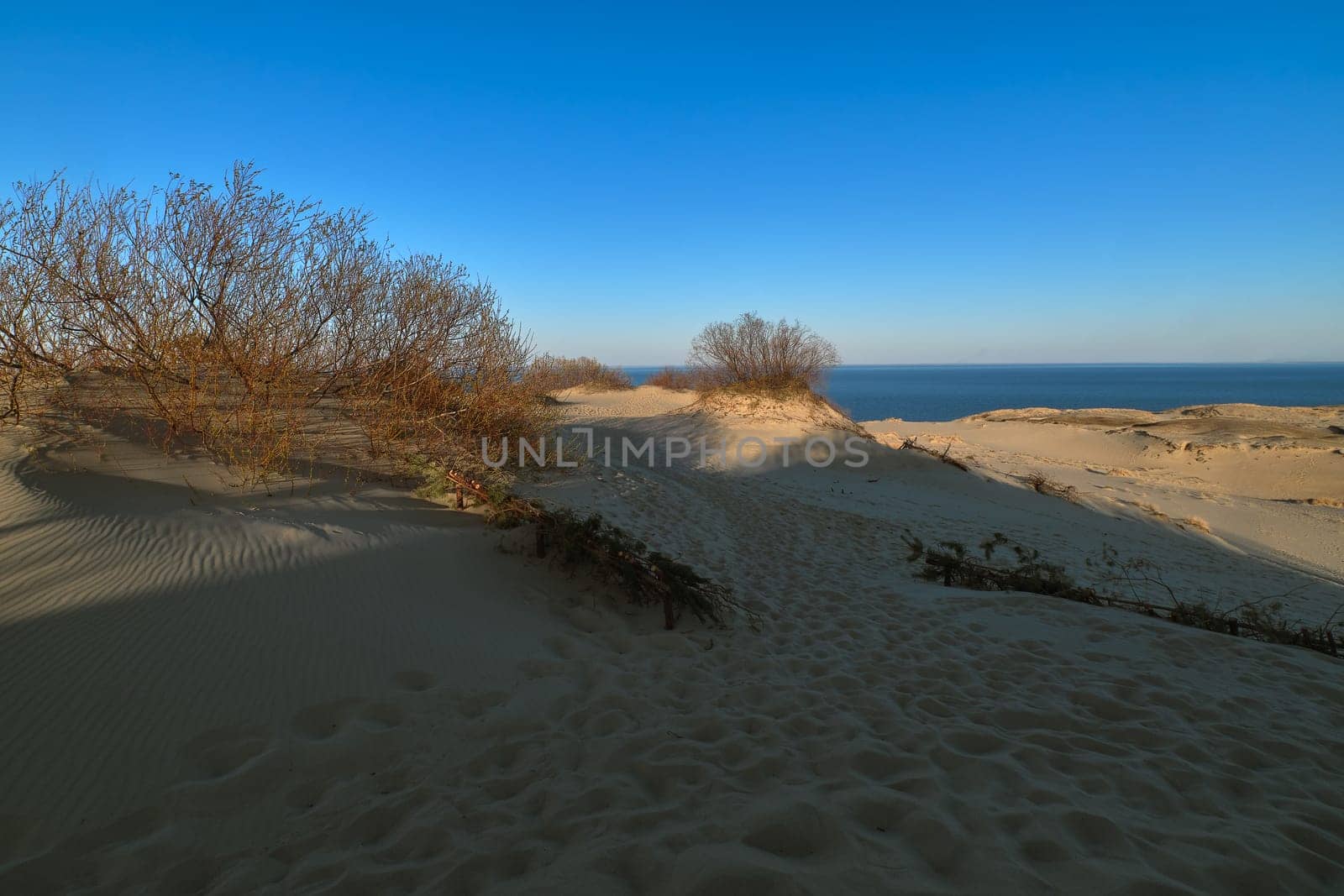 View of nordic dunes, forests and bushes of Curonian spit, Nida, Klaipeda, Lithuania at sunset on early spring.