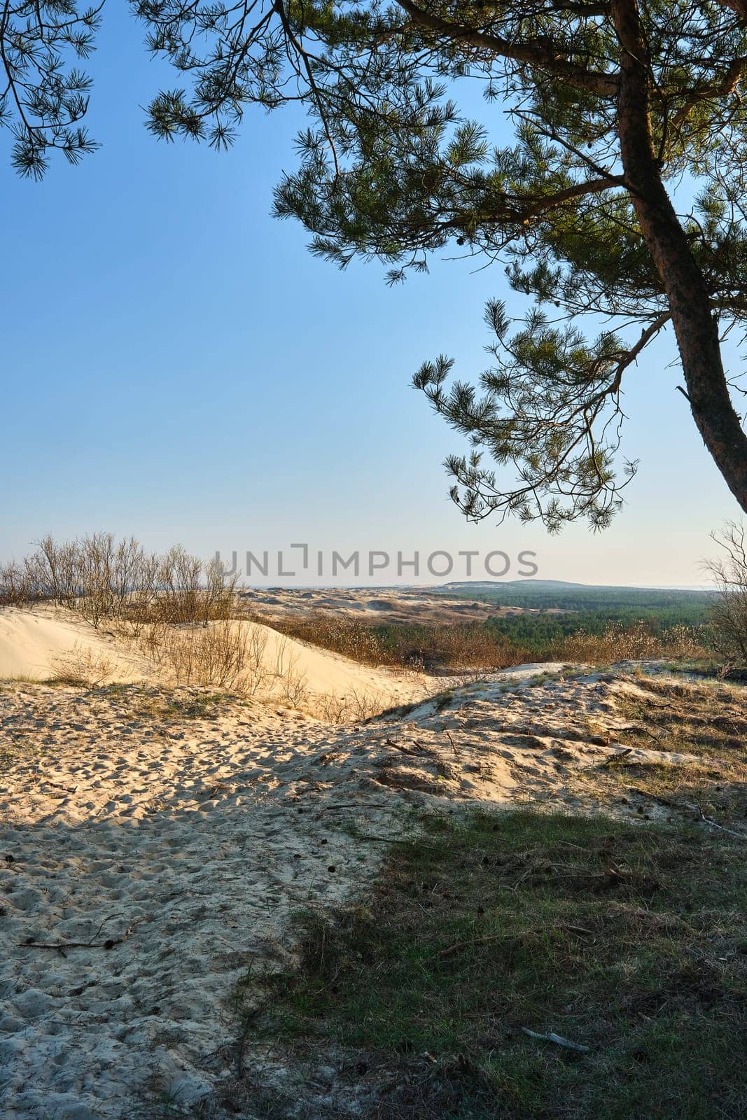 Early spring nature of nordic dunes, tree and footpath, Baltic sea and Curonian spit, Nida, Klaipeda, Lithuania at sunset