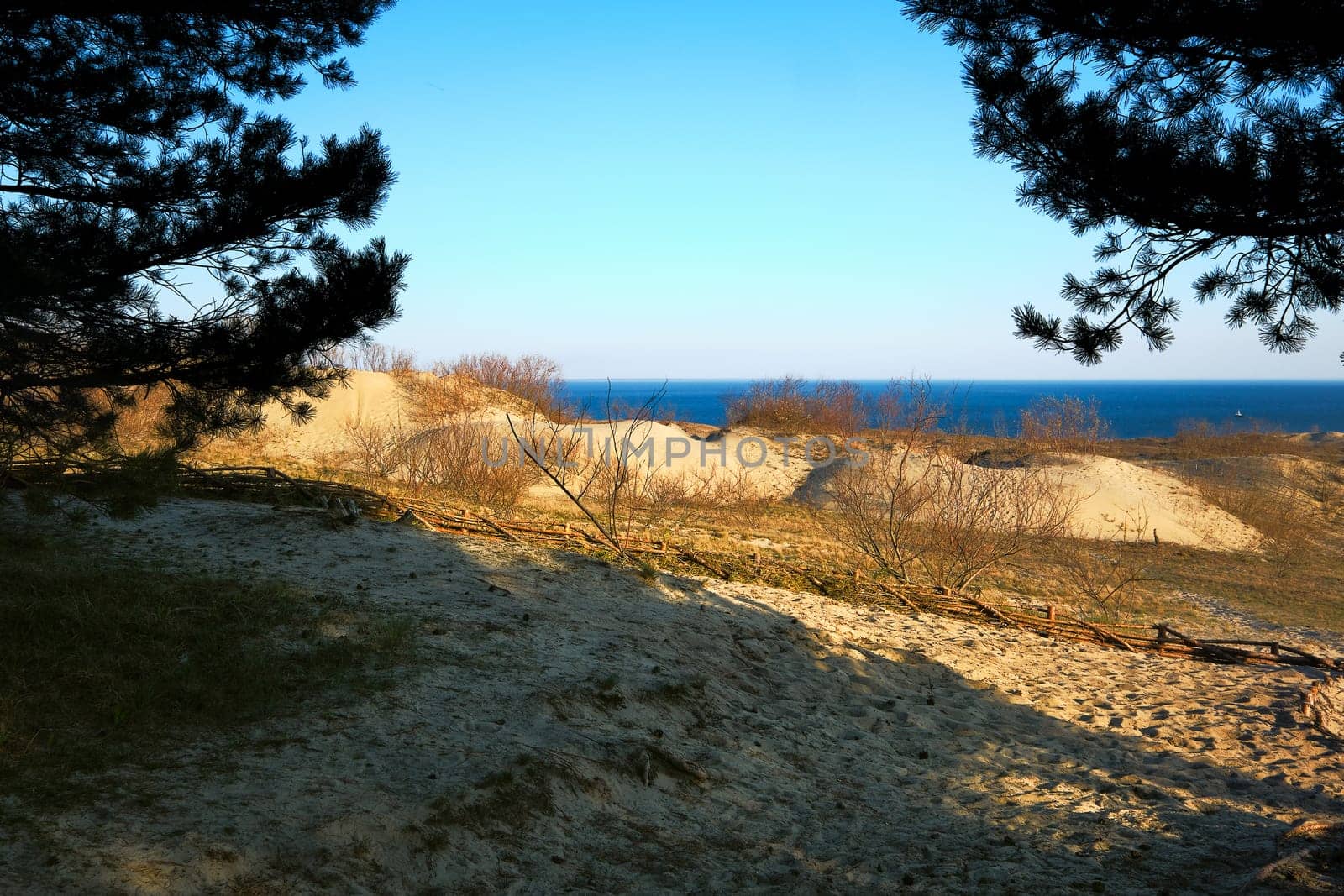 Early spring nature of nordic sand dunes, tree and footpath, Baltic sea and Curonian spit, Nida, Klaipeda, Lithuania at sunset