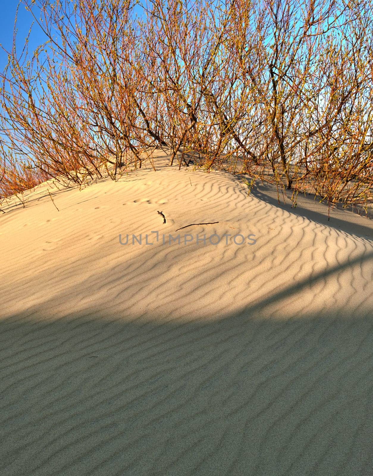 Sand and wave patterns of nordic dunes, Baltic sea and Curonian spit, Nida, Klaipeda, Lithuania at sunset. Lines, rhythm