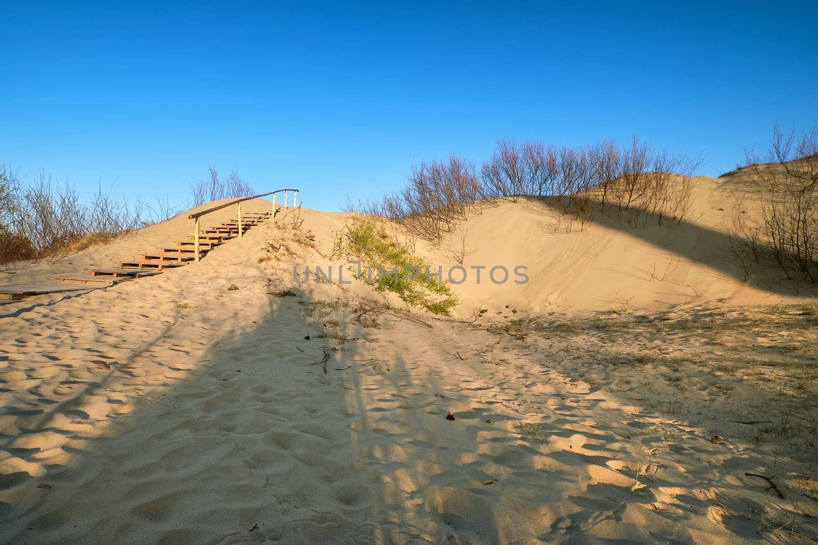 View of nordic dunes, footprints and bushes of Curonian spit, Nida, Klaipeda, Lithuania at sunset on early spring.