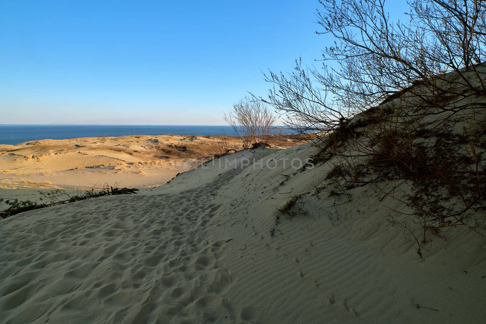 View of nordic dunes and bushes of Curonian spit, Nida, Klaipeda, Lithuania at sunset on early spring.