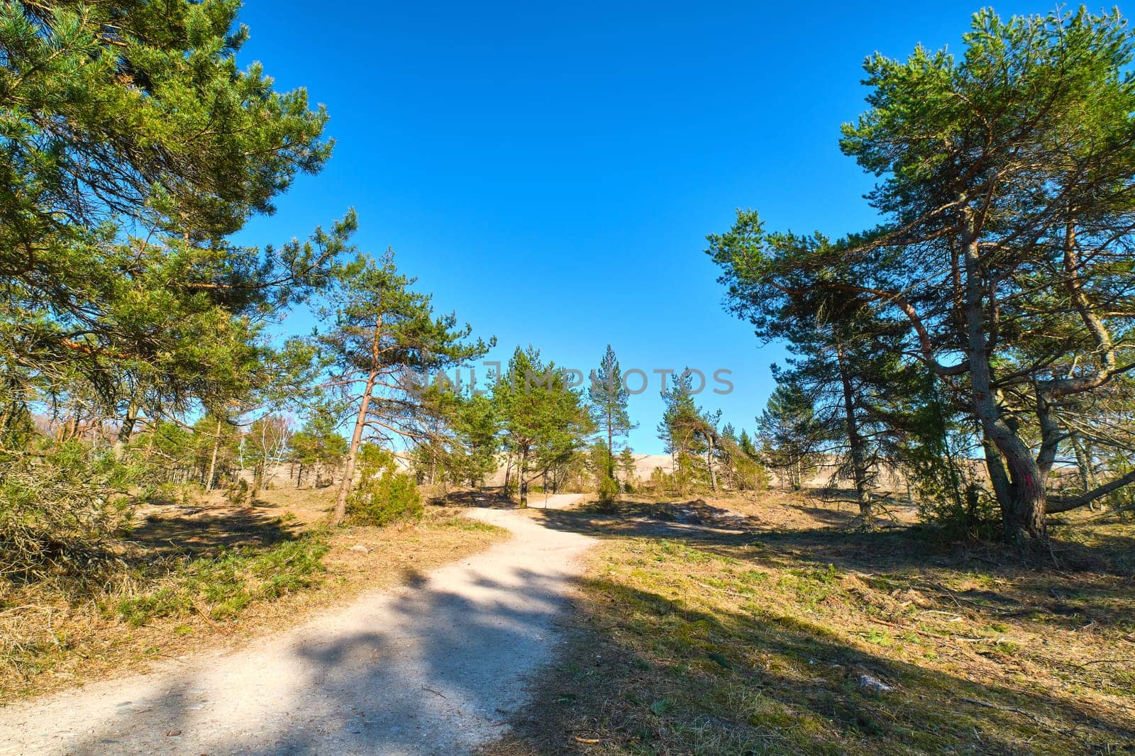 Early spring nature of nordic sand dunes, forests and footpath, Baltic sea and Curonian spit, Nida, Klaipeda, Lithuania at sunset