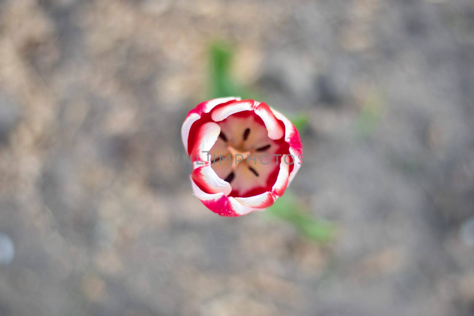 Selective focus of one red tulip in the garden with green leaves. Blurred background. A flower that grows among the grass on a warm sunny day. Spring and Easter natural background with tulip