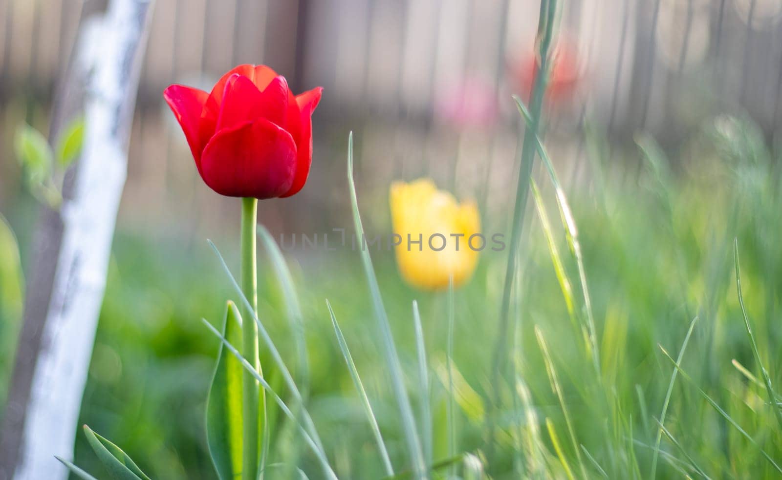 Selective focus of one red tulip in the garden with green leaves. Blurred background. A flower that grows among the grass on a warm sunny day. Spring and Easter natural background with tulip