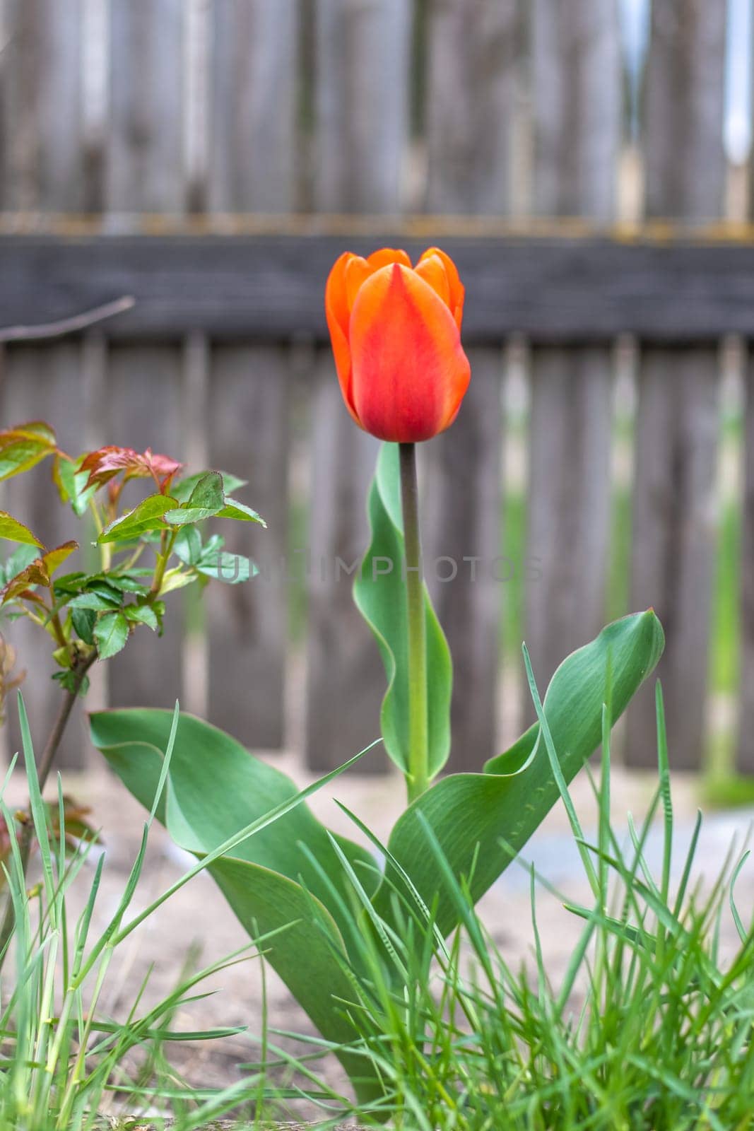 Selective focus of one red tulip in the garden with green leaves. Blurred background. A flower that grows among the grass on a warm sunny day. Spring and Easter natural background with tulip