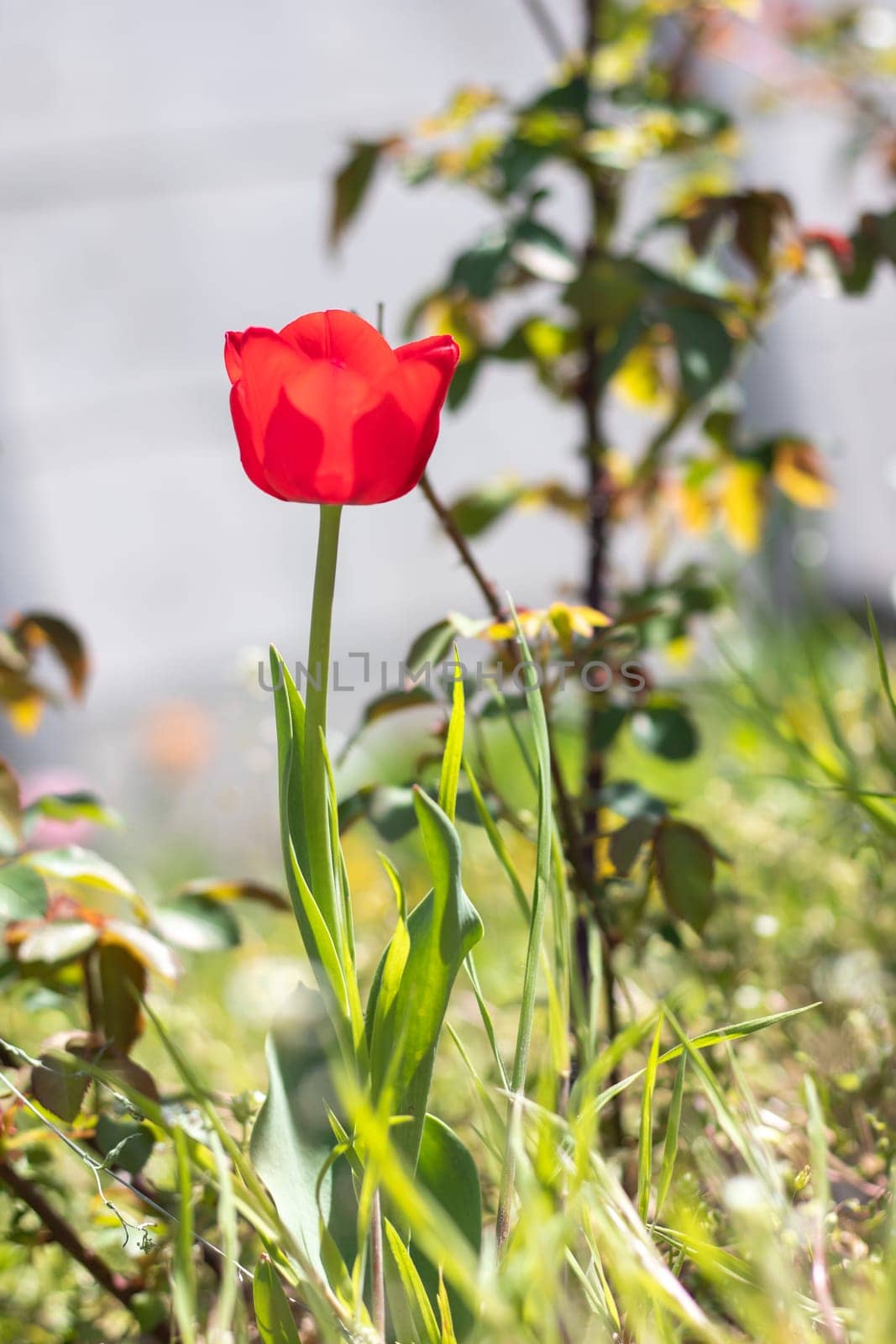 Selective focus of one red tulip in the garden with green leaves. Blurred background. A flower that grows among the grass on a warm sunny day. Spring and Easter natural background with tulip