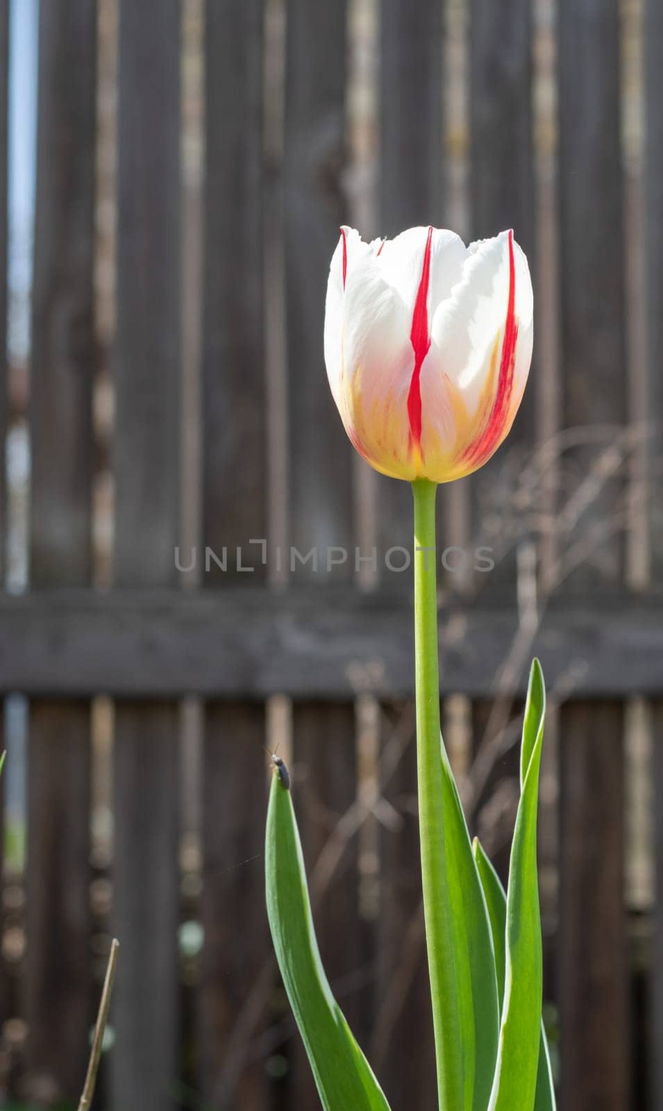 Selective focus of one white tulip in the garden with green leaves. Blurred background. A flower that grows among the grass on a warm sunny day. Spring and Easter natural background with tulip
