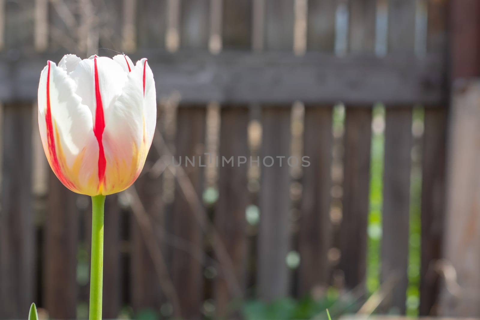 Selective focus of one white tulip in the garden with green leaves. Blurred background. A flower that grows among the grass on a warm sunny day. Spring and Easter natural background with tulip