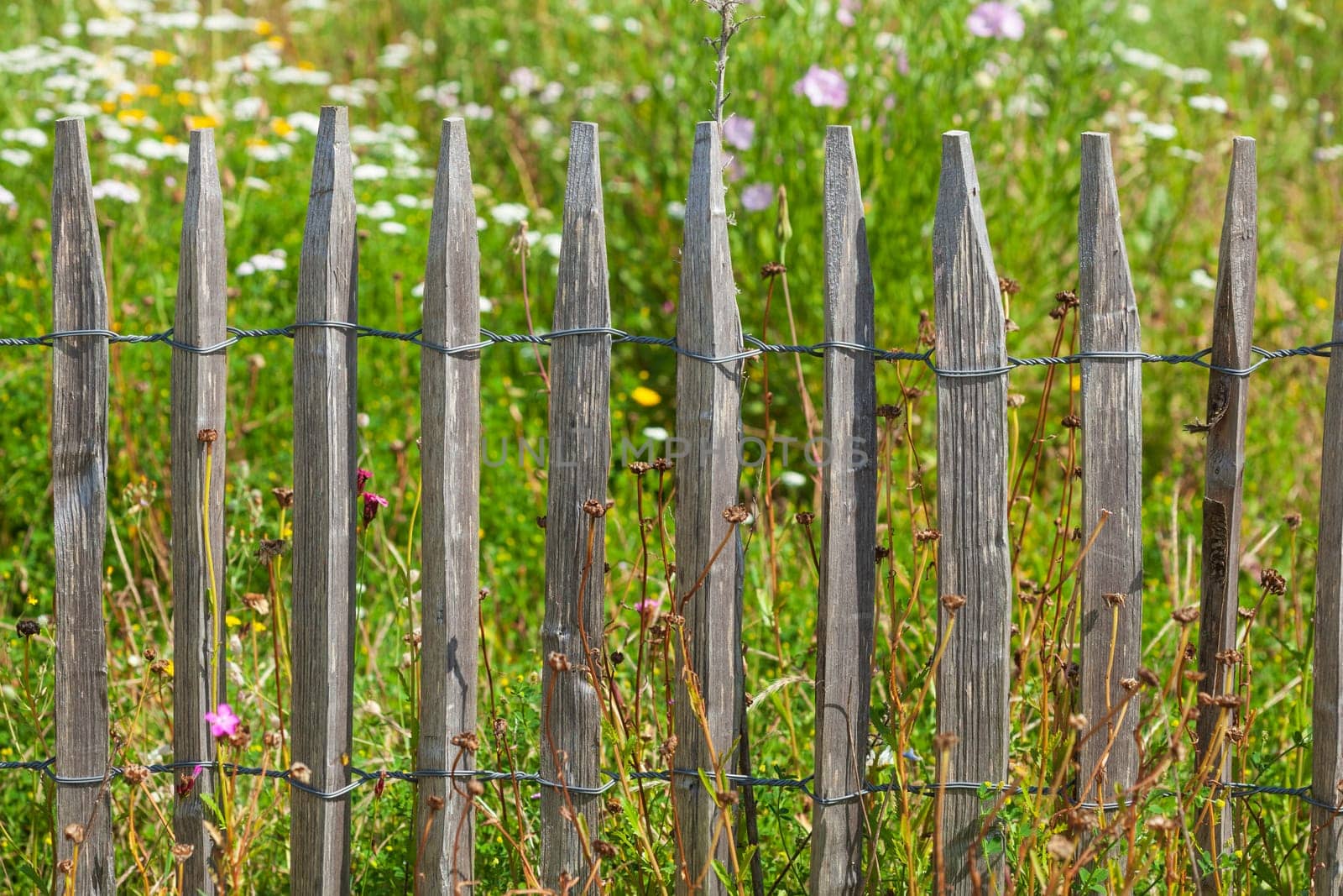 Old wooden garden fence with flower meadow, Germany
