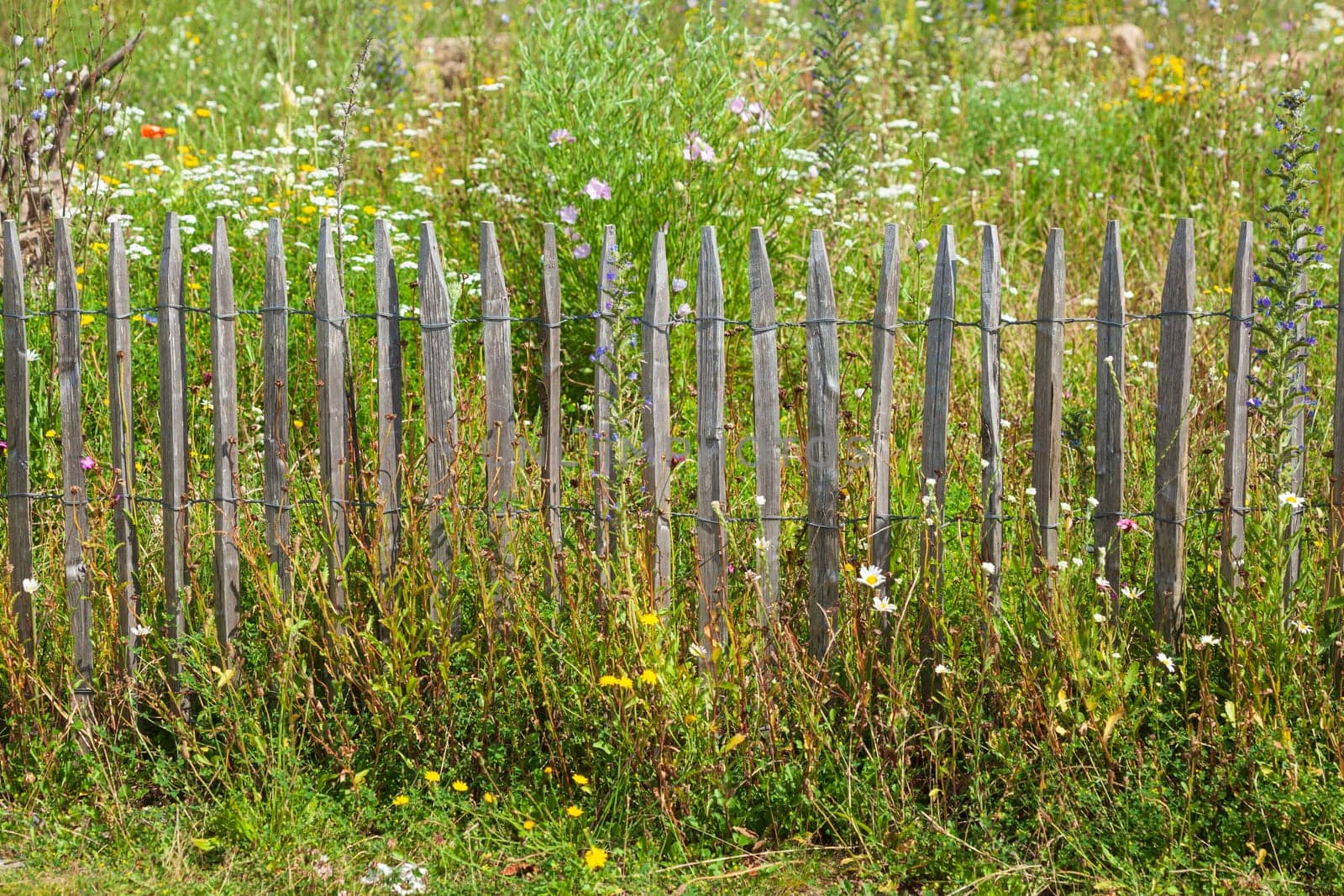 Old wooden garden fence with flower meadow, Germany