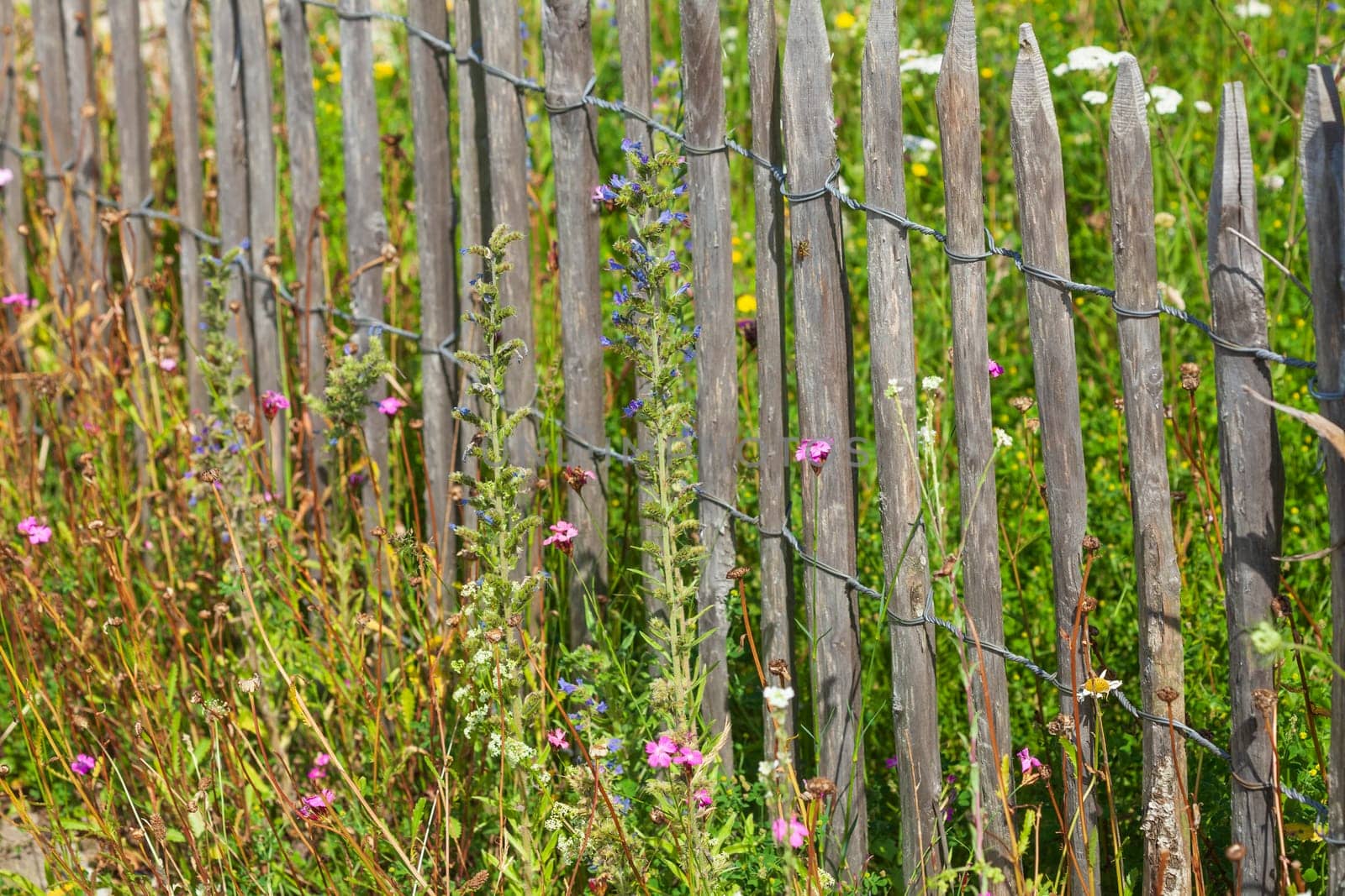Old wooden garden fence with flower meadow, Germany