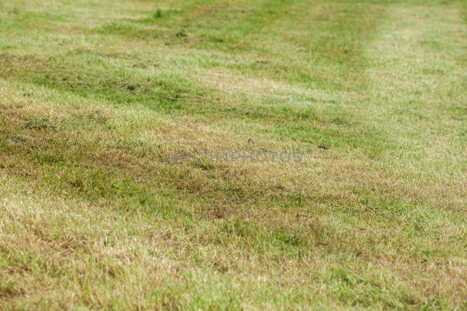Freshly mowed lawn on a dike, Germany