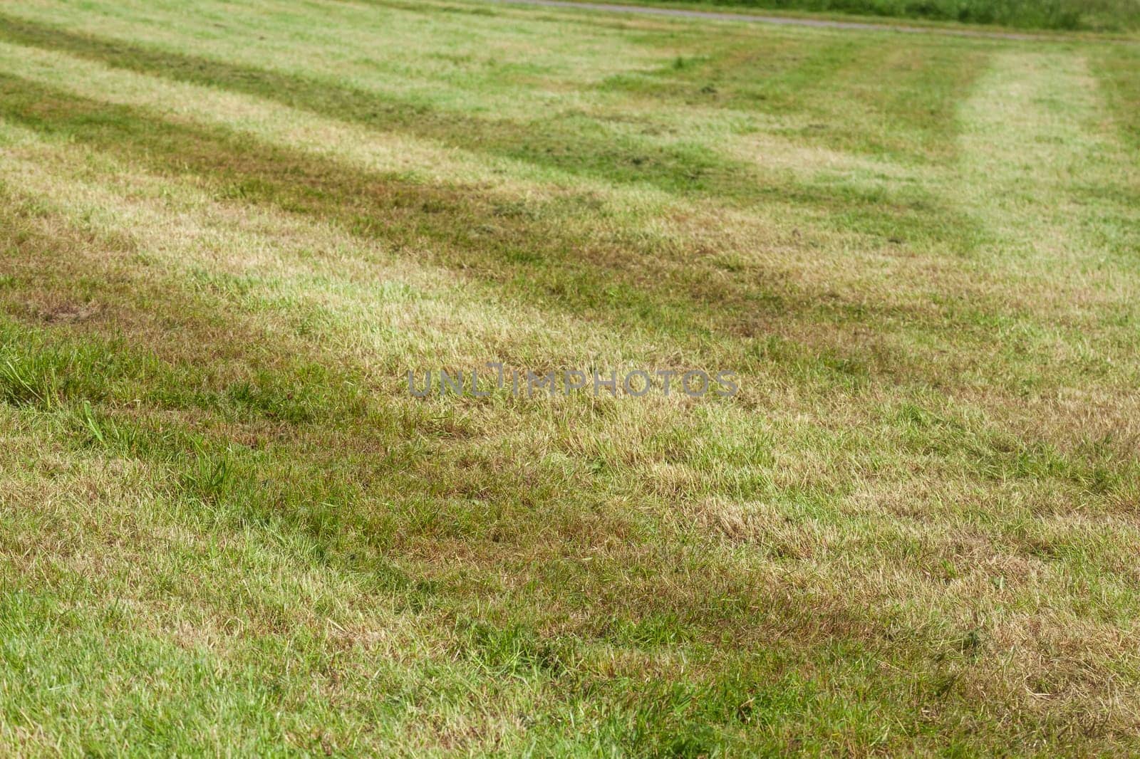 Freshly mowed lawn on a dike, Germany