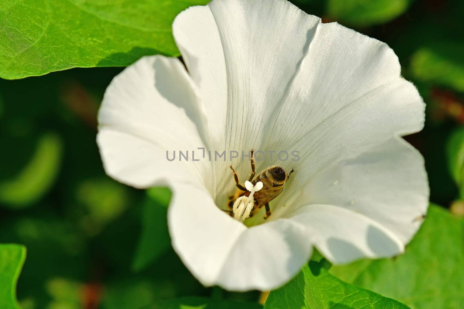 honey bee in a hedge-bindweed flower