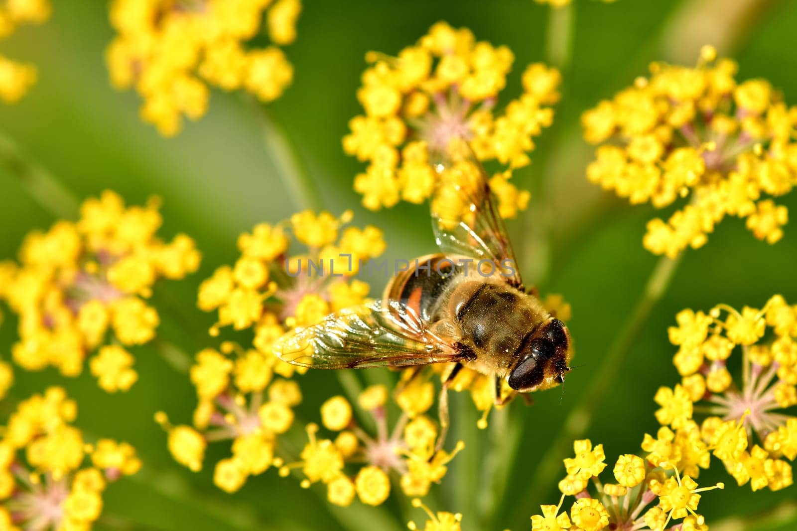 Drone fly, hoverfly on a flower of a fennel