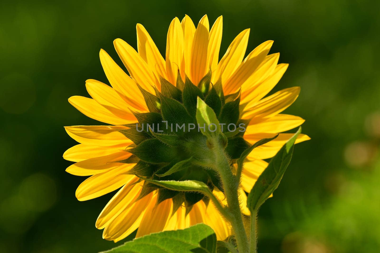 sunflower in rear view in shiny sunlight