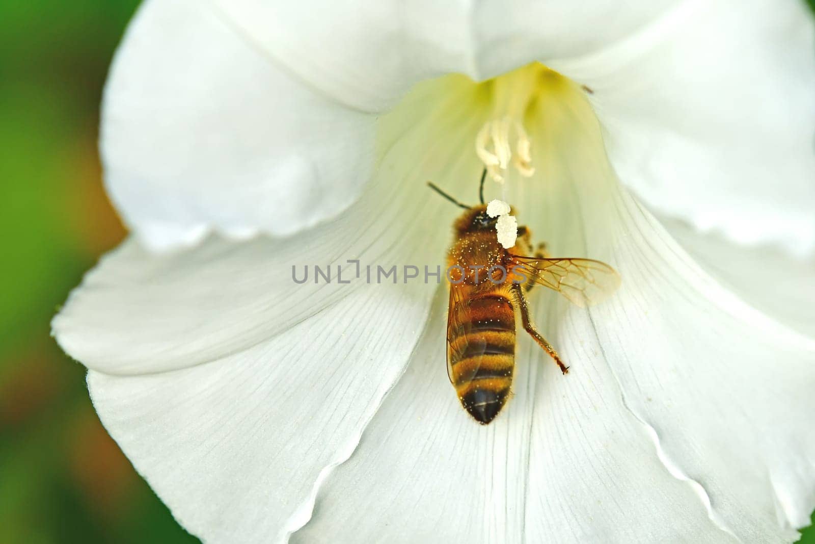 honey bee in a hedge-bindweed flower
