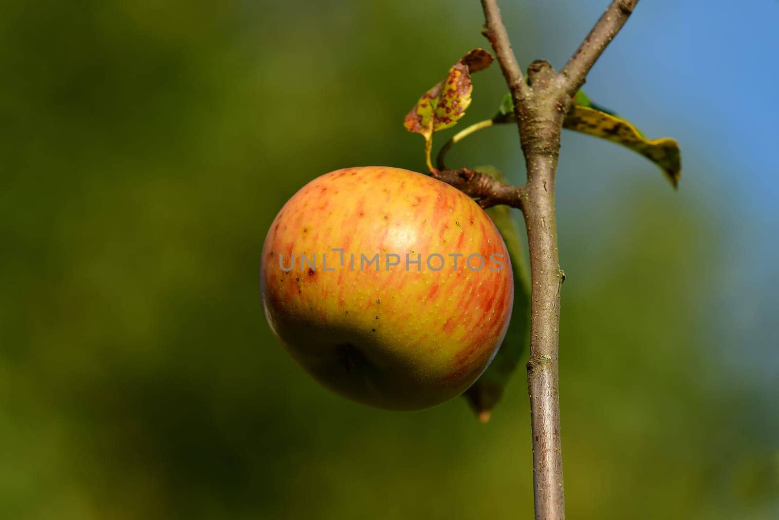 ripe apple on a tree