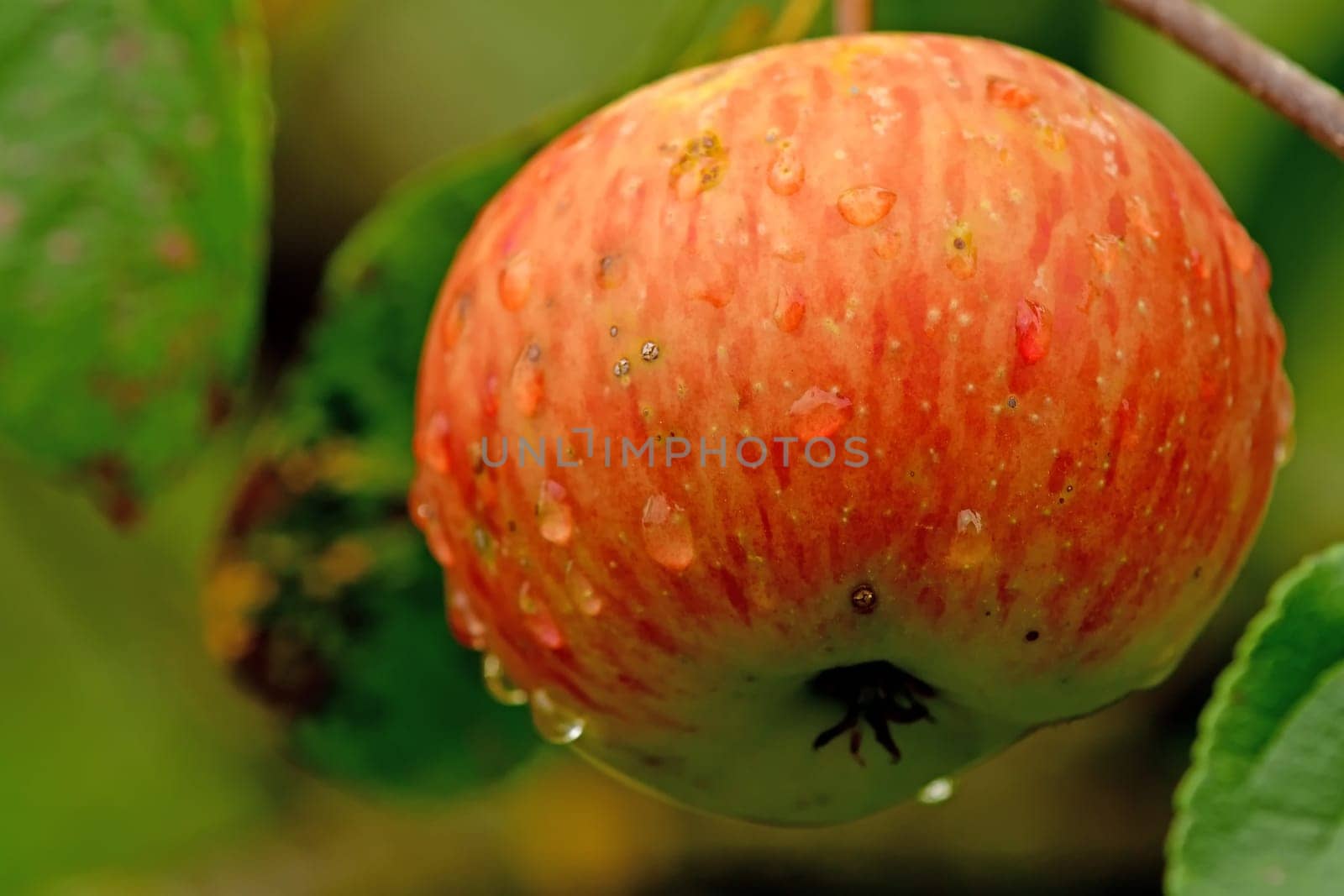 ripe apple with dew drops on a tree
