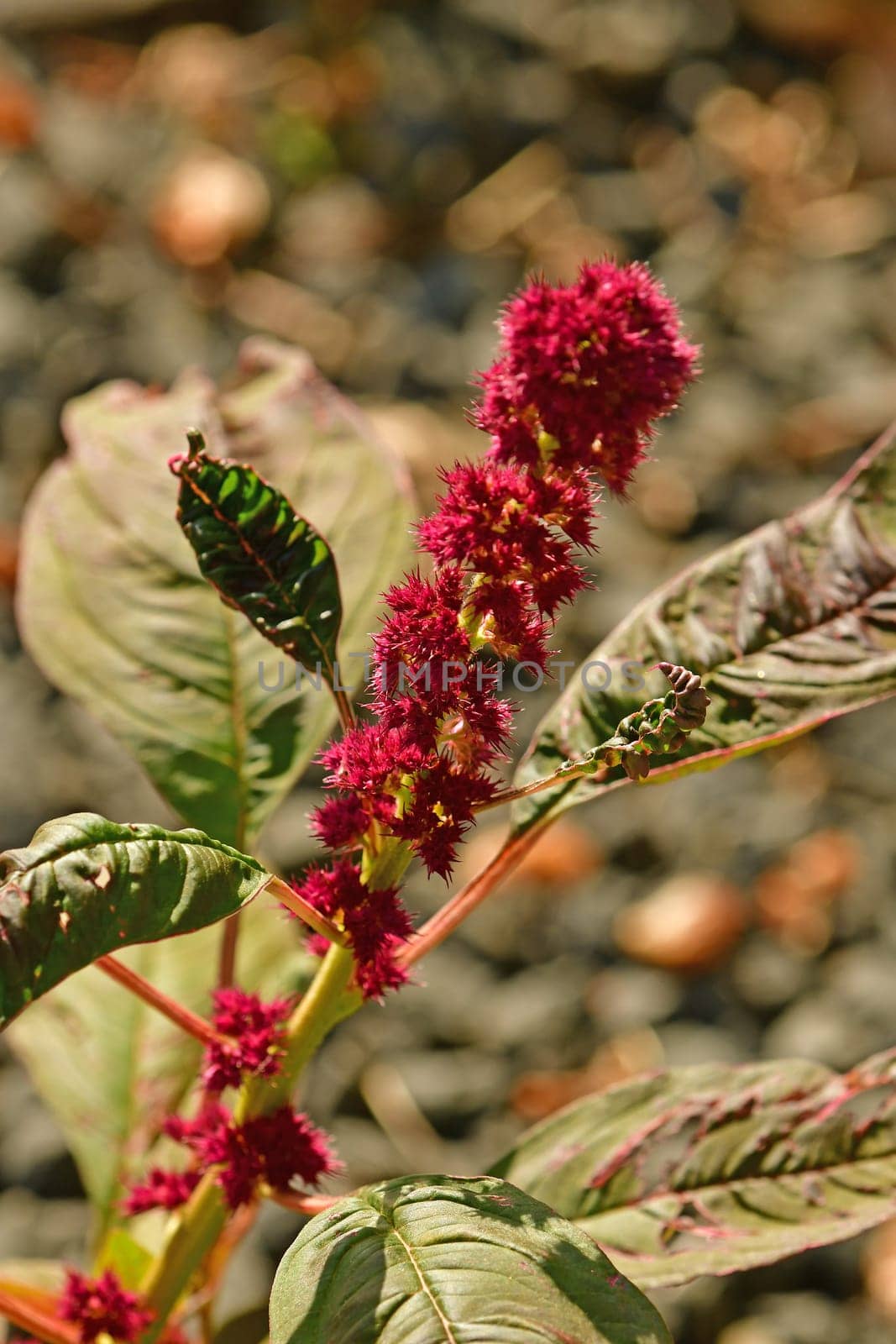 Amarant, healthy food of the Aztec on a meadow in summer in Germany