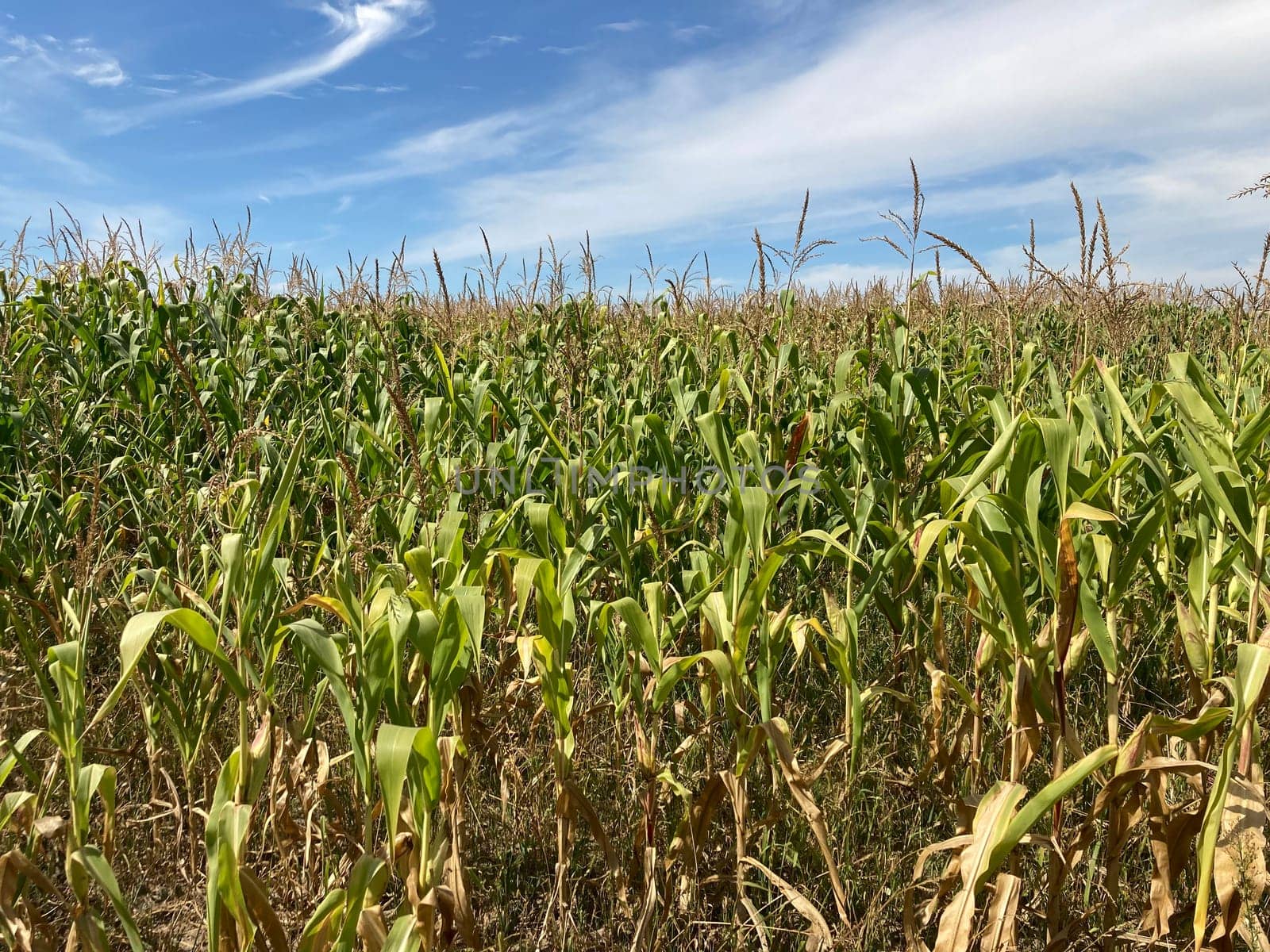 Field of ripe corn bushes on a the field