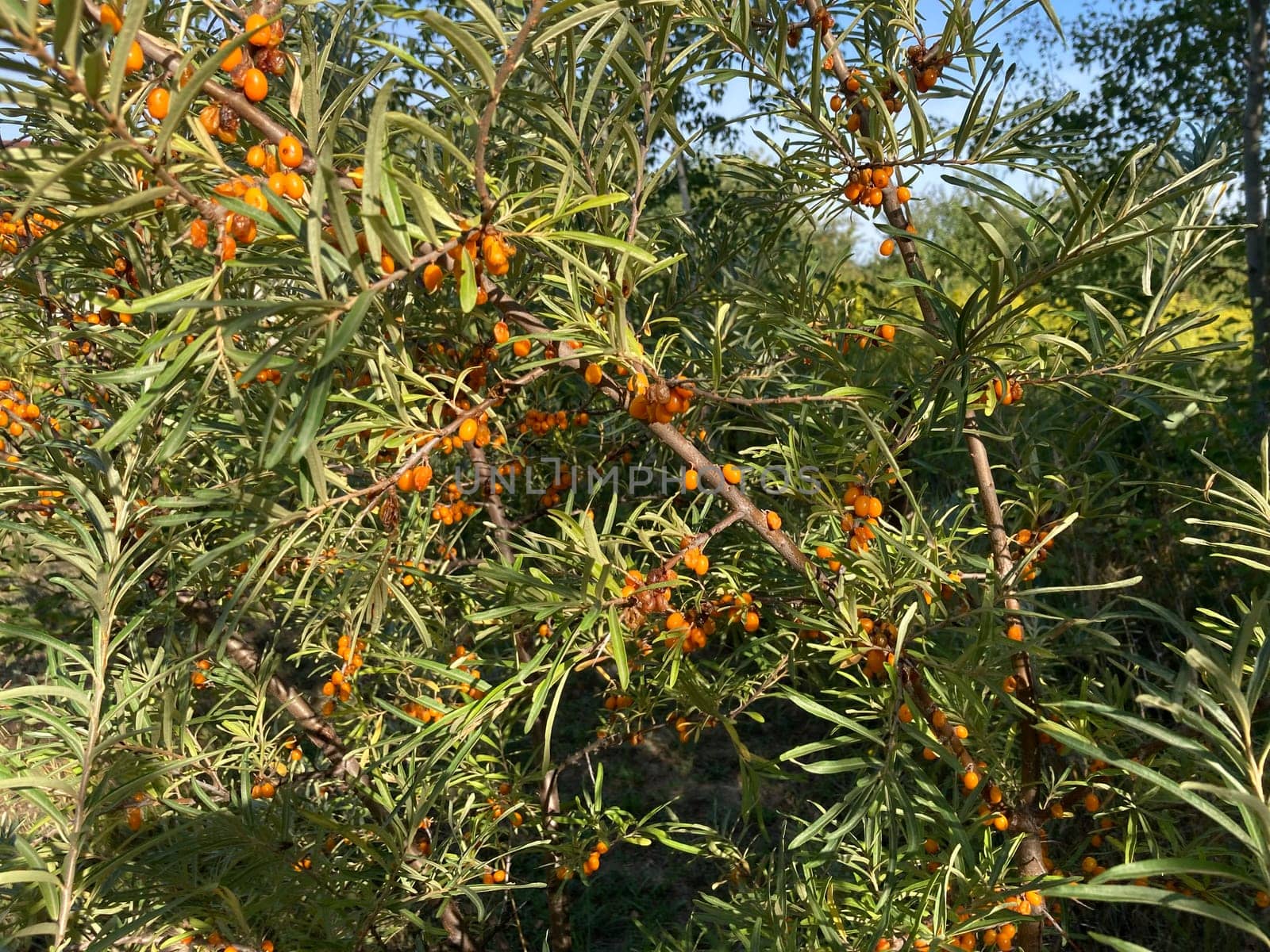 Picking yellow sea the buckthorn berries