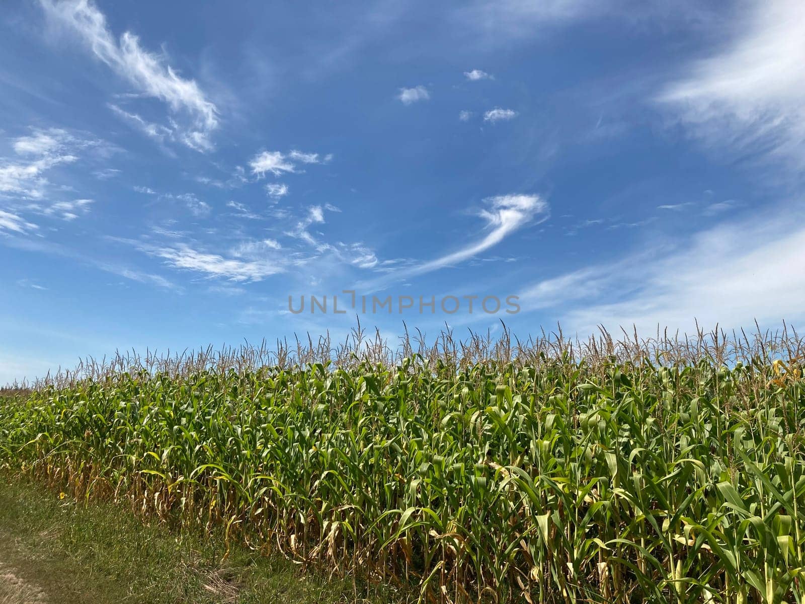 Field of ripe corn bushes on a the field