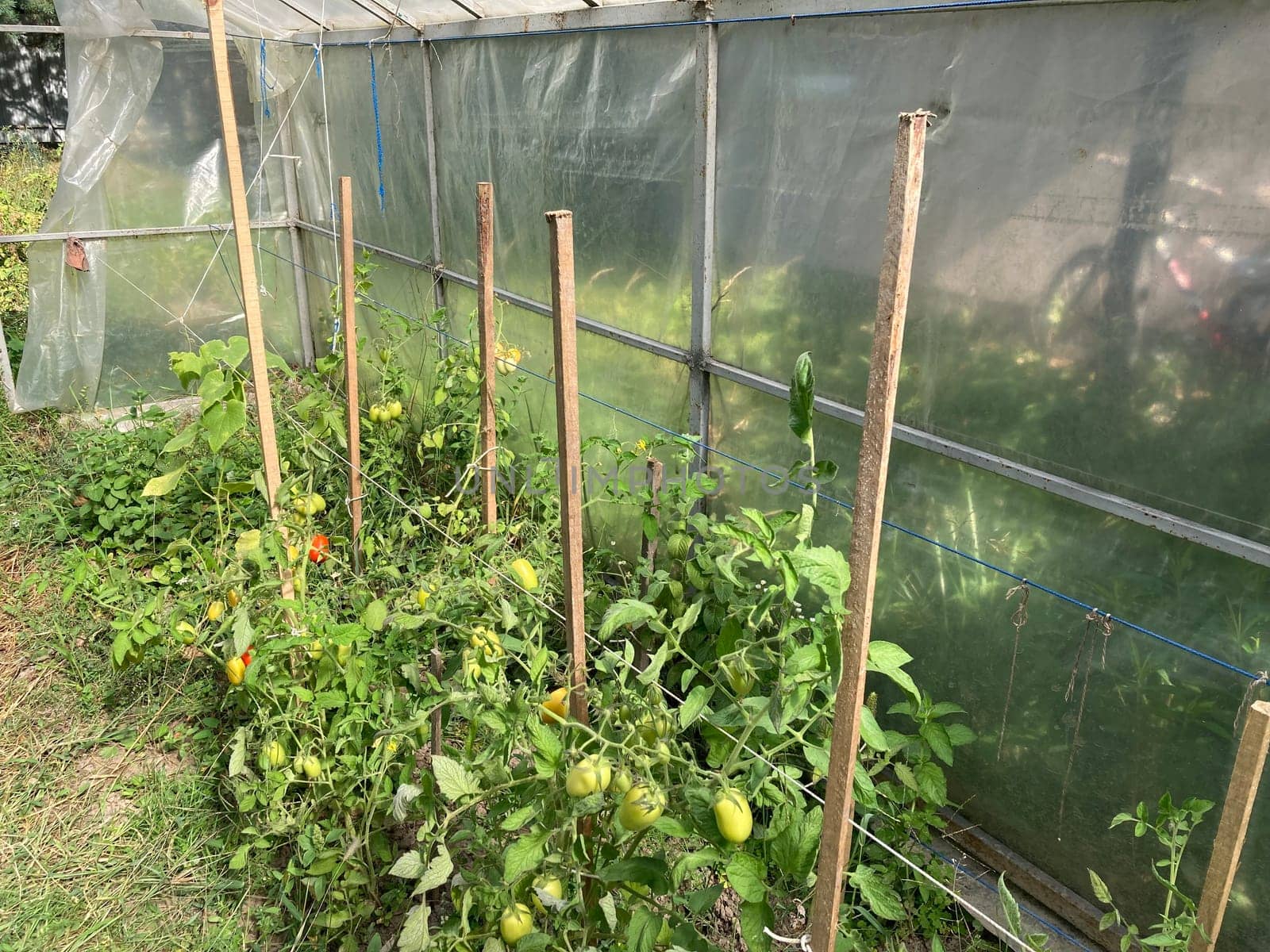 Tomatoes ripen in a the greenhouse