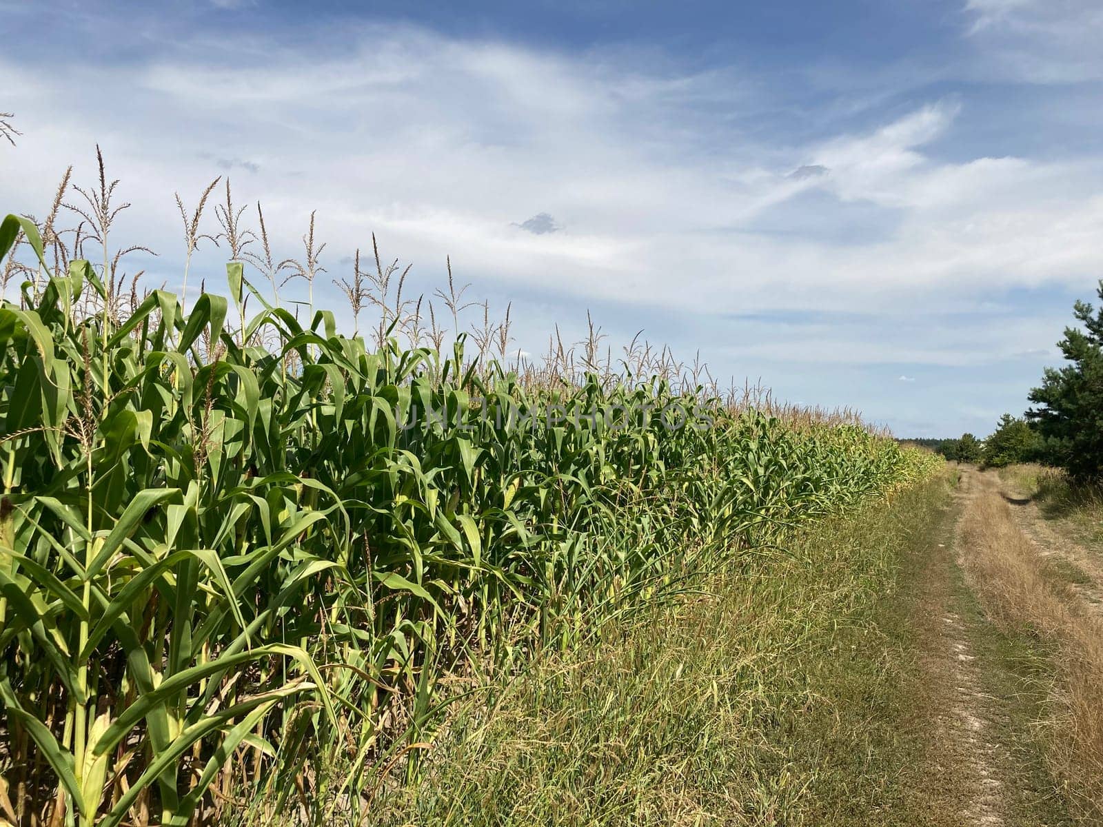 Field of ripe corn bushes on a the field