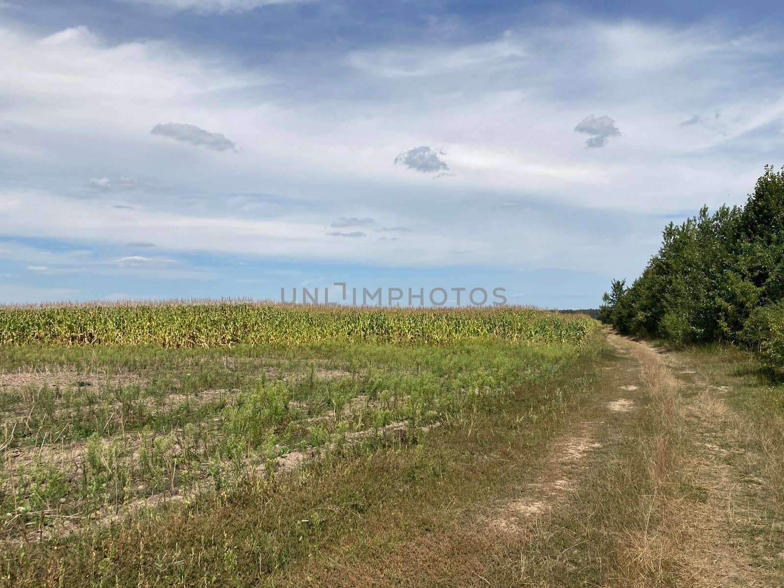 Panorama of a field the after harvest