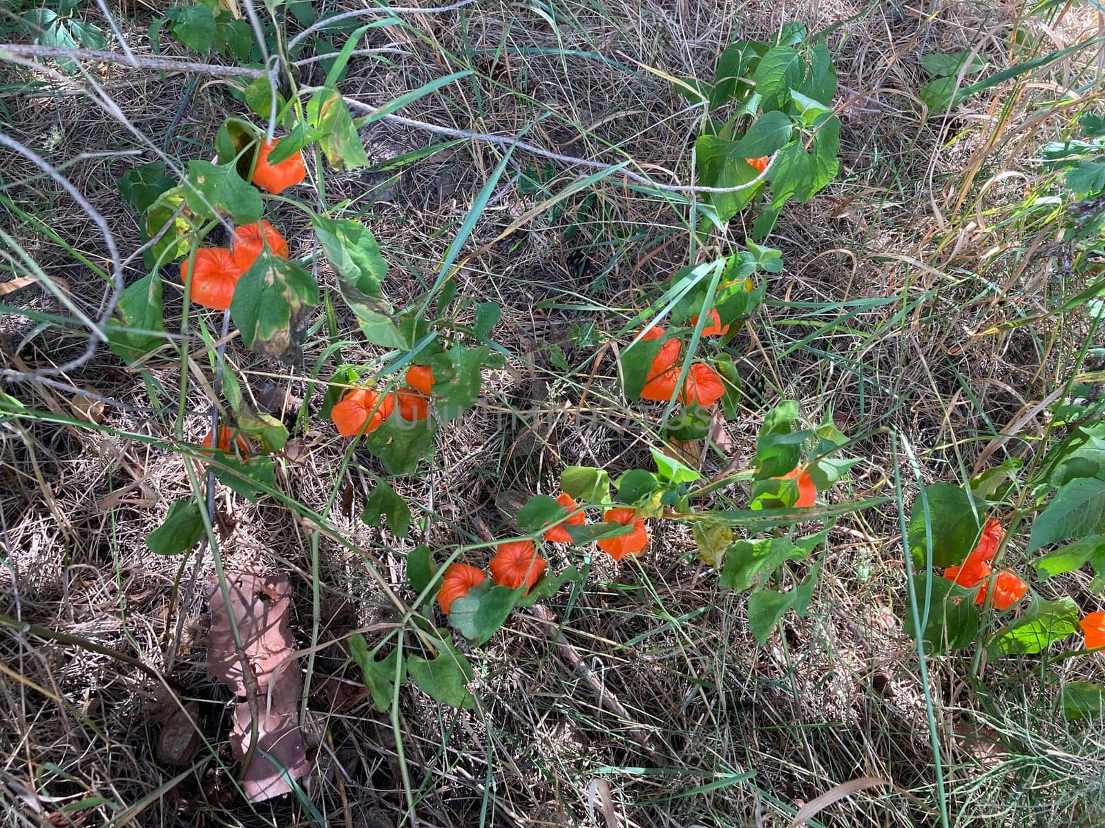 Red fruits of a the physalis plant