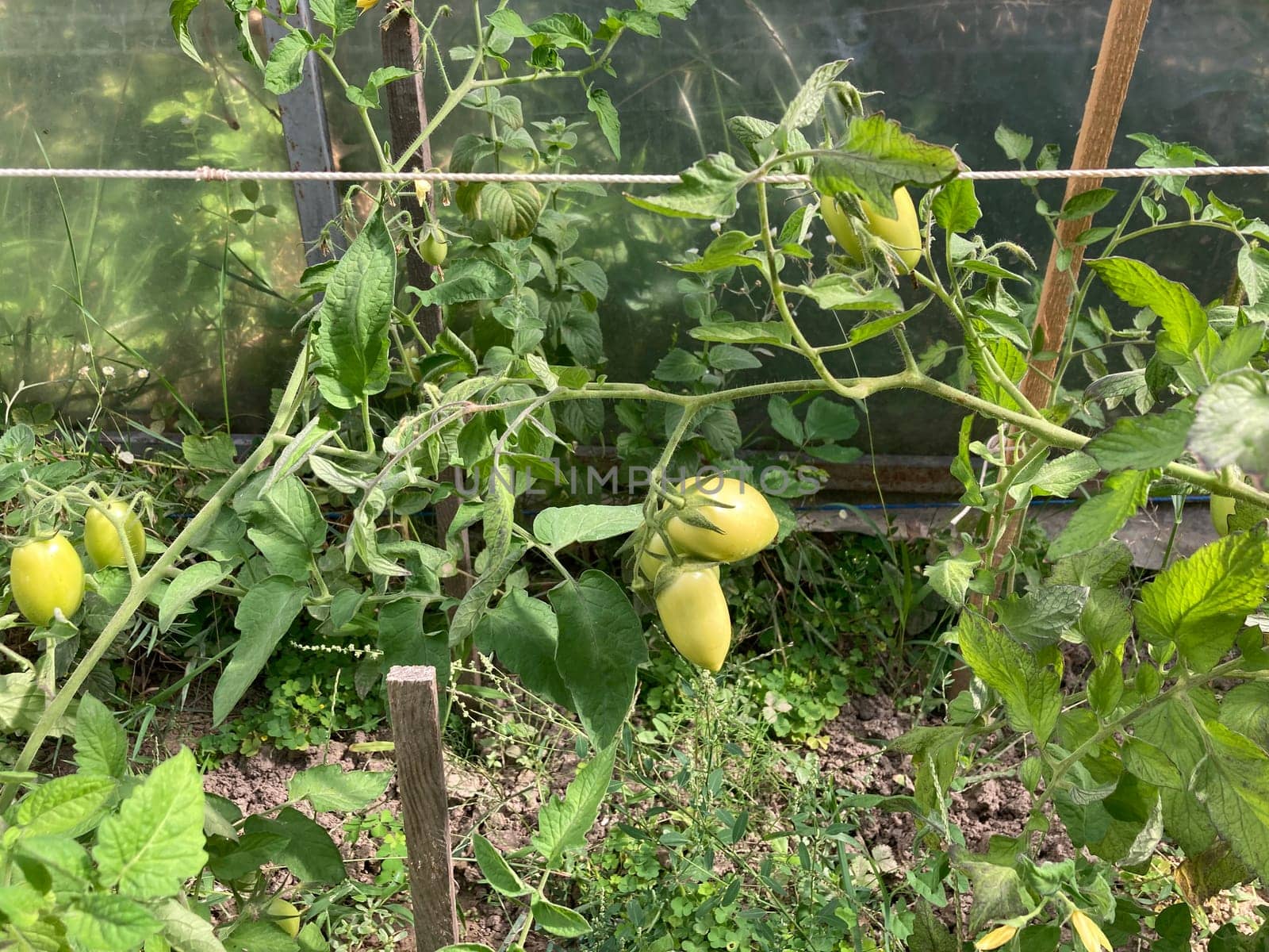 Tomatoes ripen in a the greenhouse