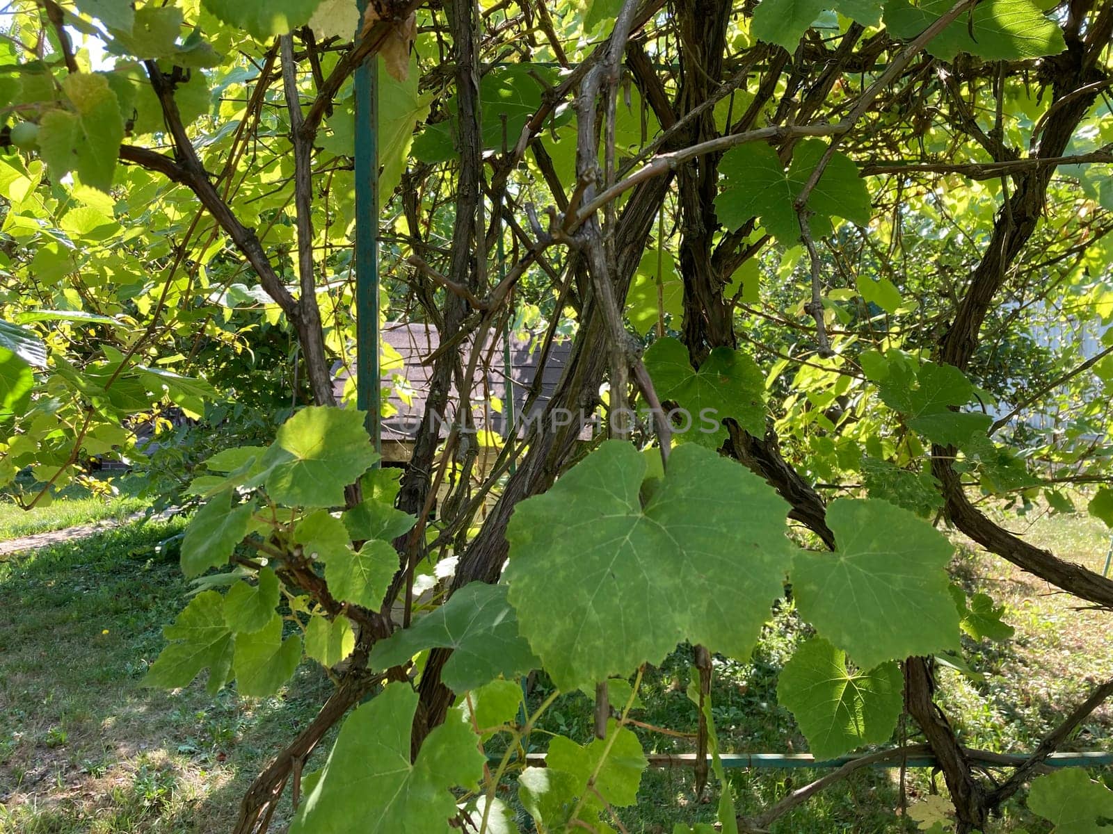 Grape vines grow in a the garden
