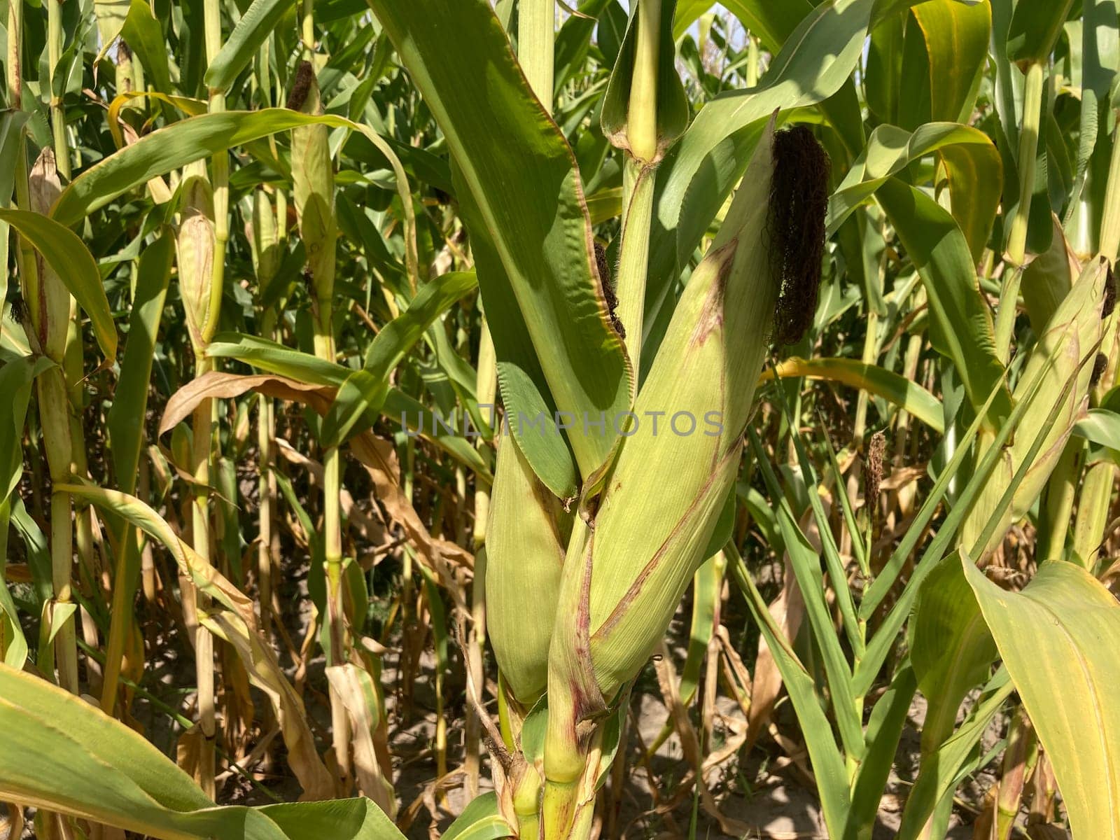 Field of ripe corn bushes on a the field