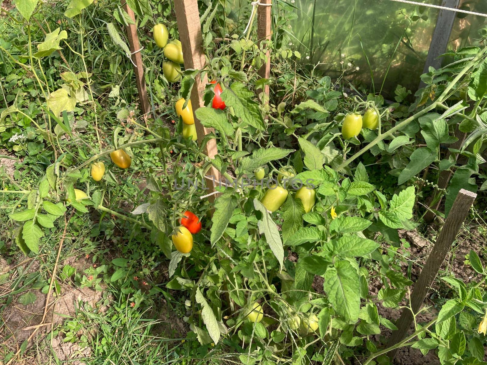 Tomatoes ripen in a the greenhouse