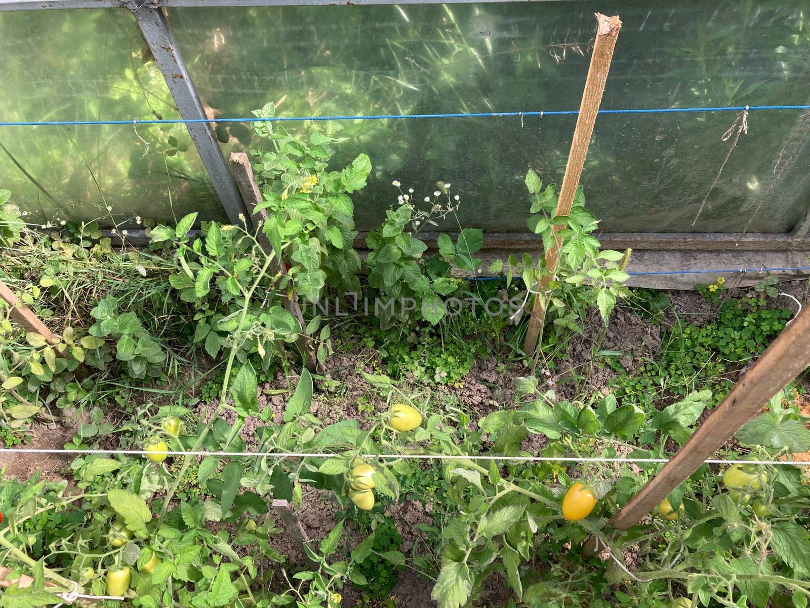 Tomatoes ripen in a the greenhouse