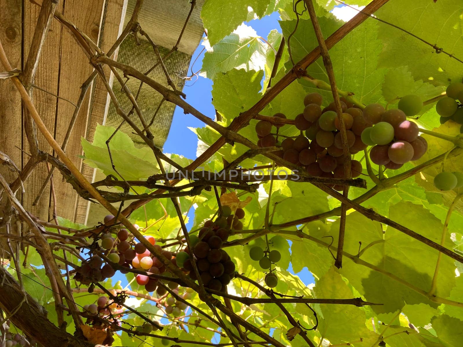 Grape vines grow in a the garden