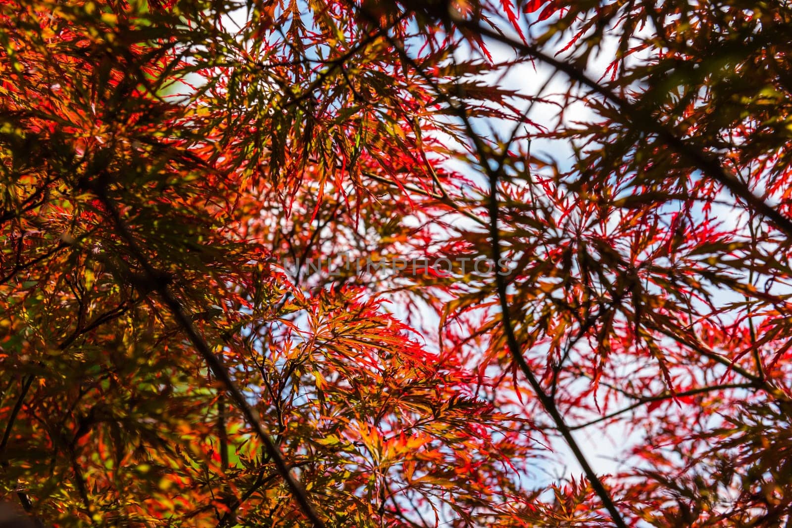 Japanese Red Maple at sunny summer day in park. Small GRIP