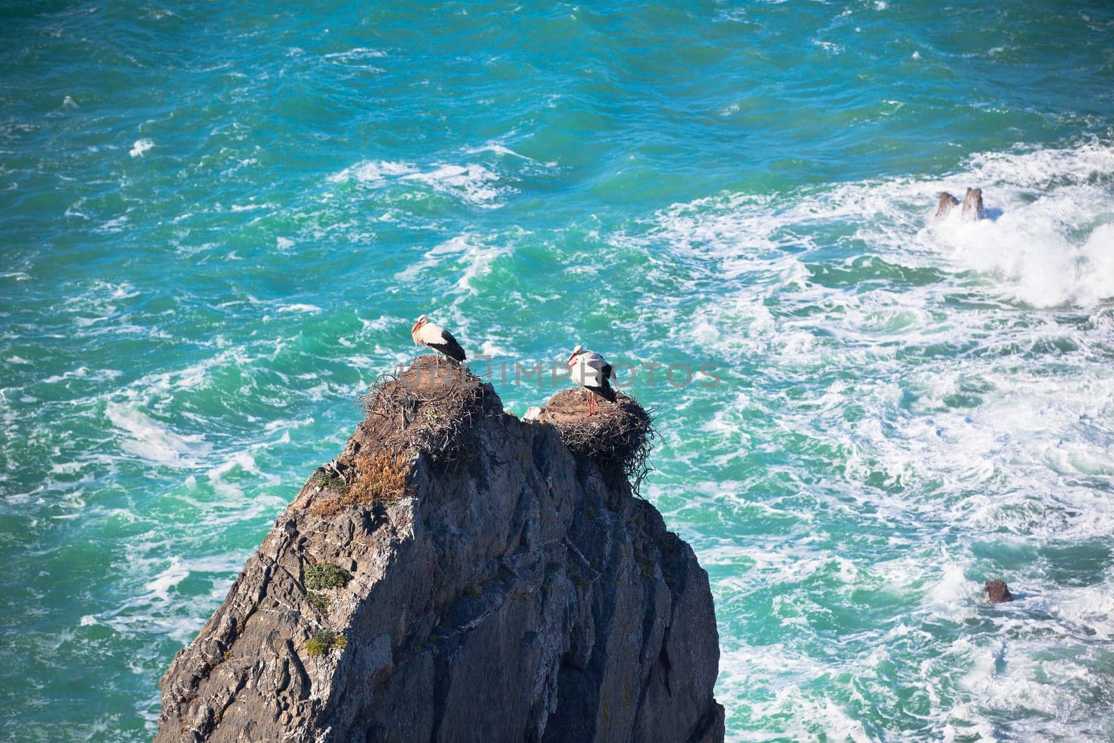 Storks on a Cliff at Western Coast of Portugal. Horizontal shot