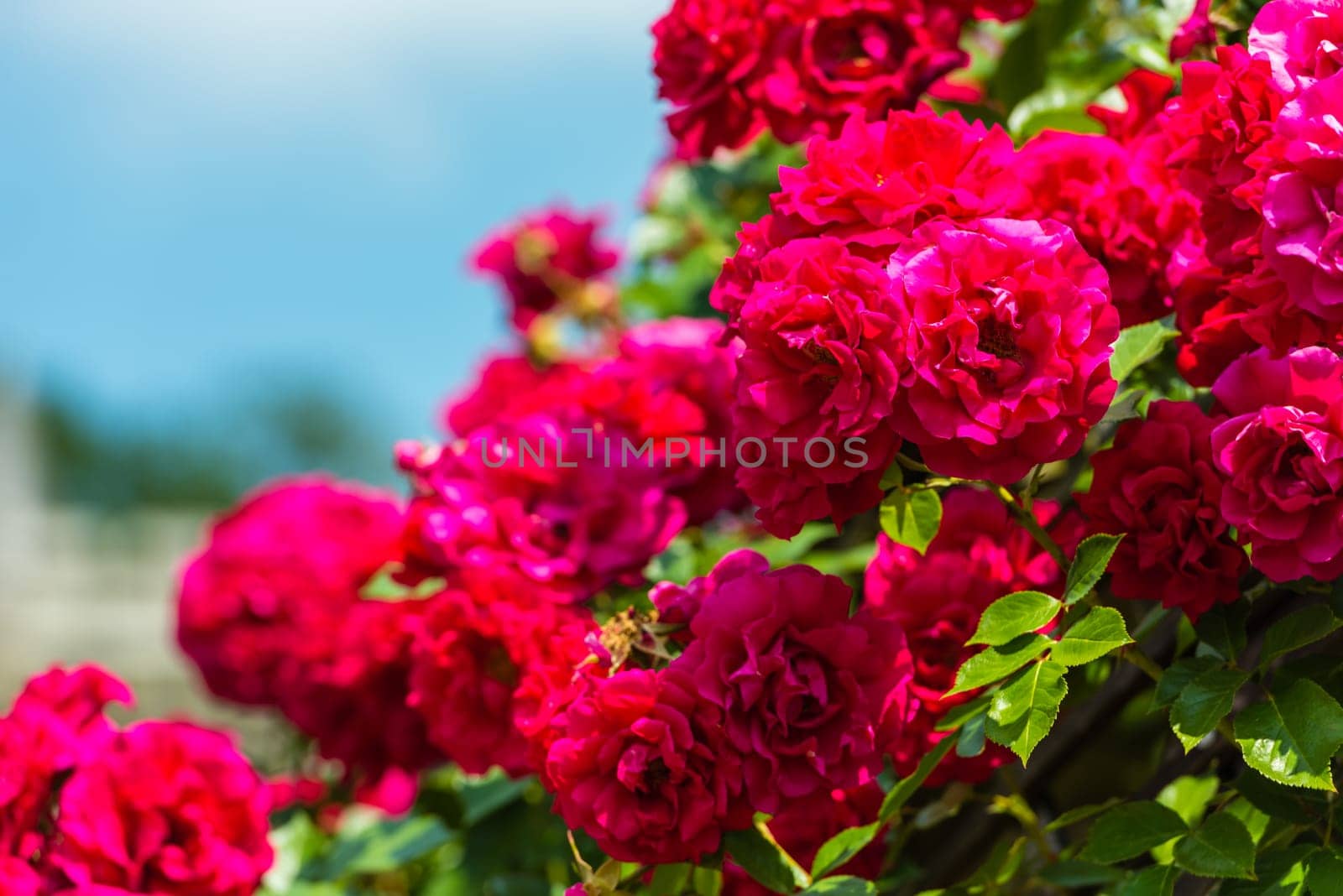 Bush of beautiful roses in a garden. Horizontal shot with a selective focus