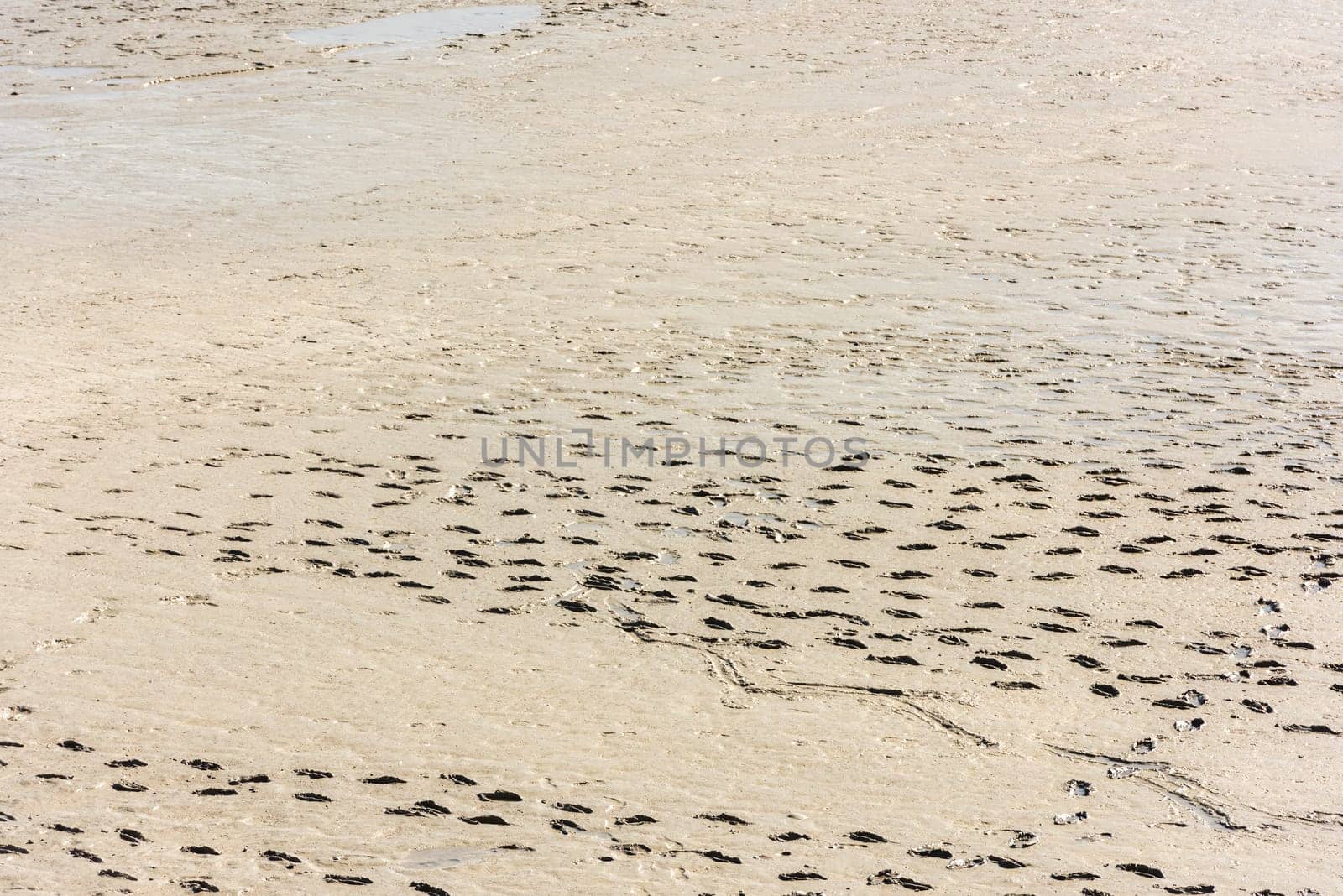 Human footprints on the sand of the sea bottom during a low tide