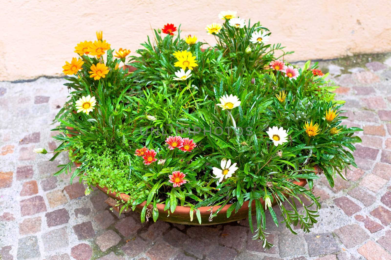 multicolored flowerbed on a street. horizontal shot.