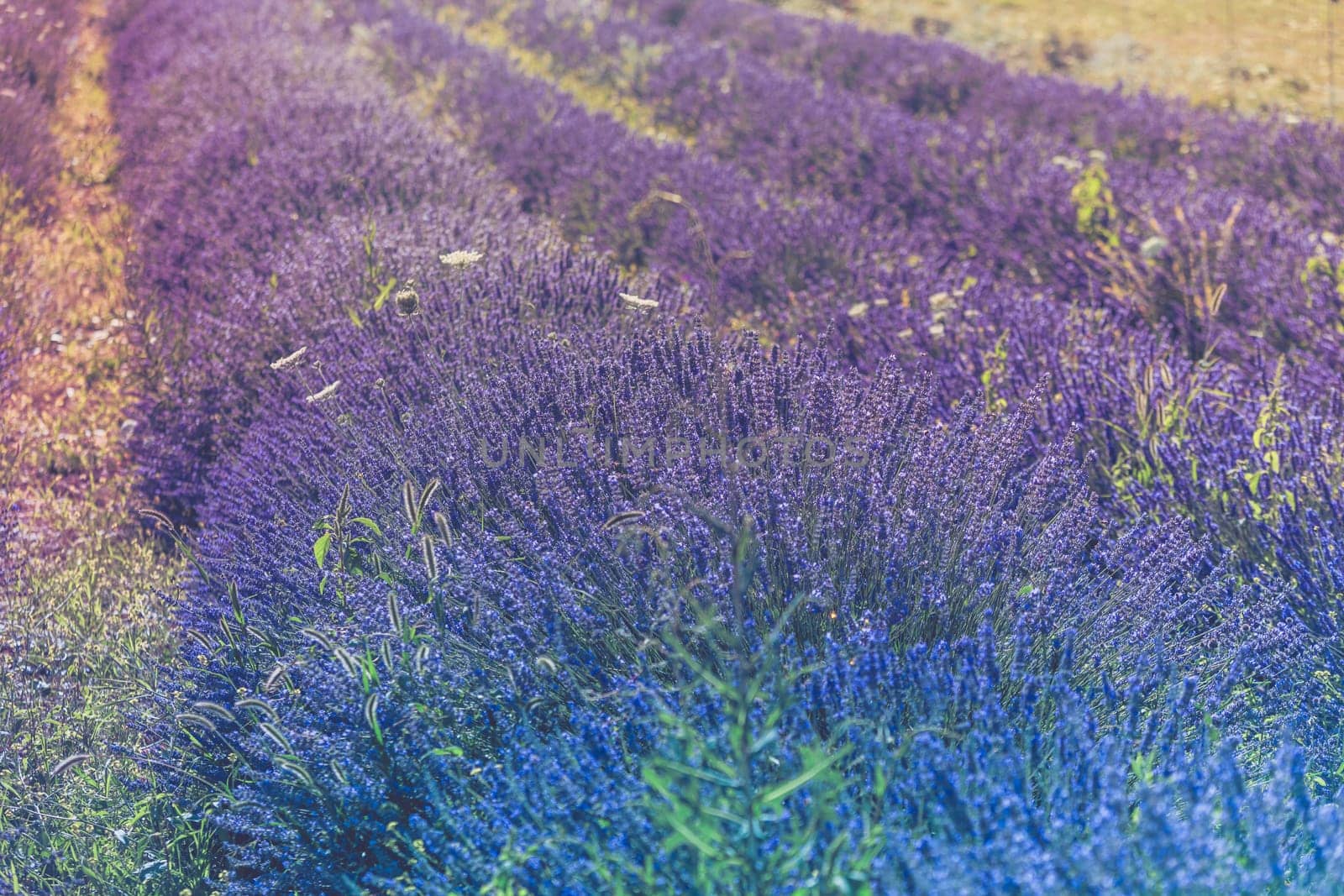 Summer lavender field in Provence, France. Shot with a selective focus