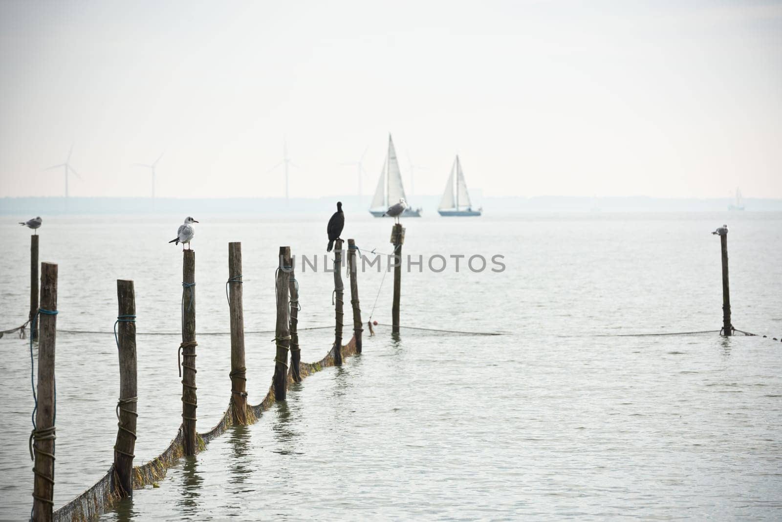 Northern Sea landscape: still water and birds on wooden posts