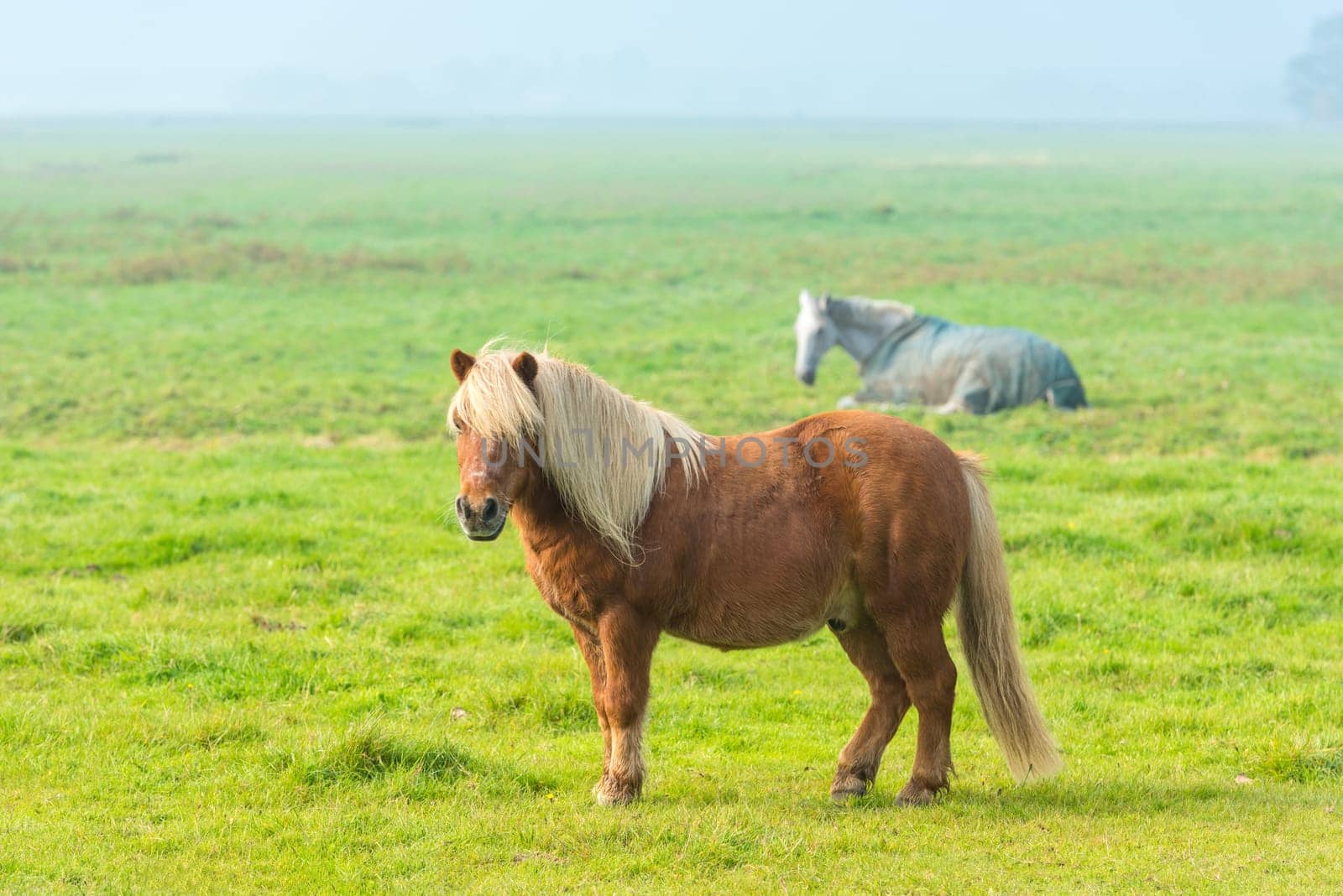 chestnut stallion grazing on green grass farm